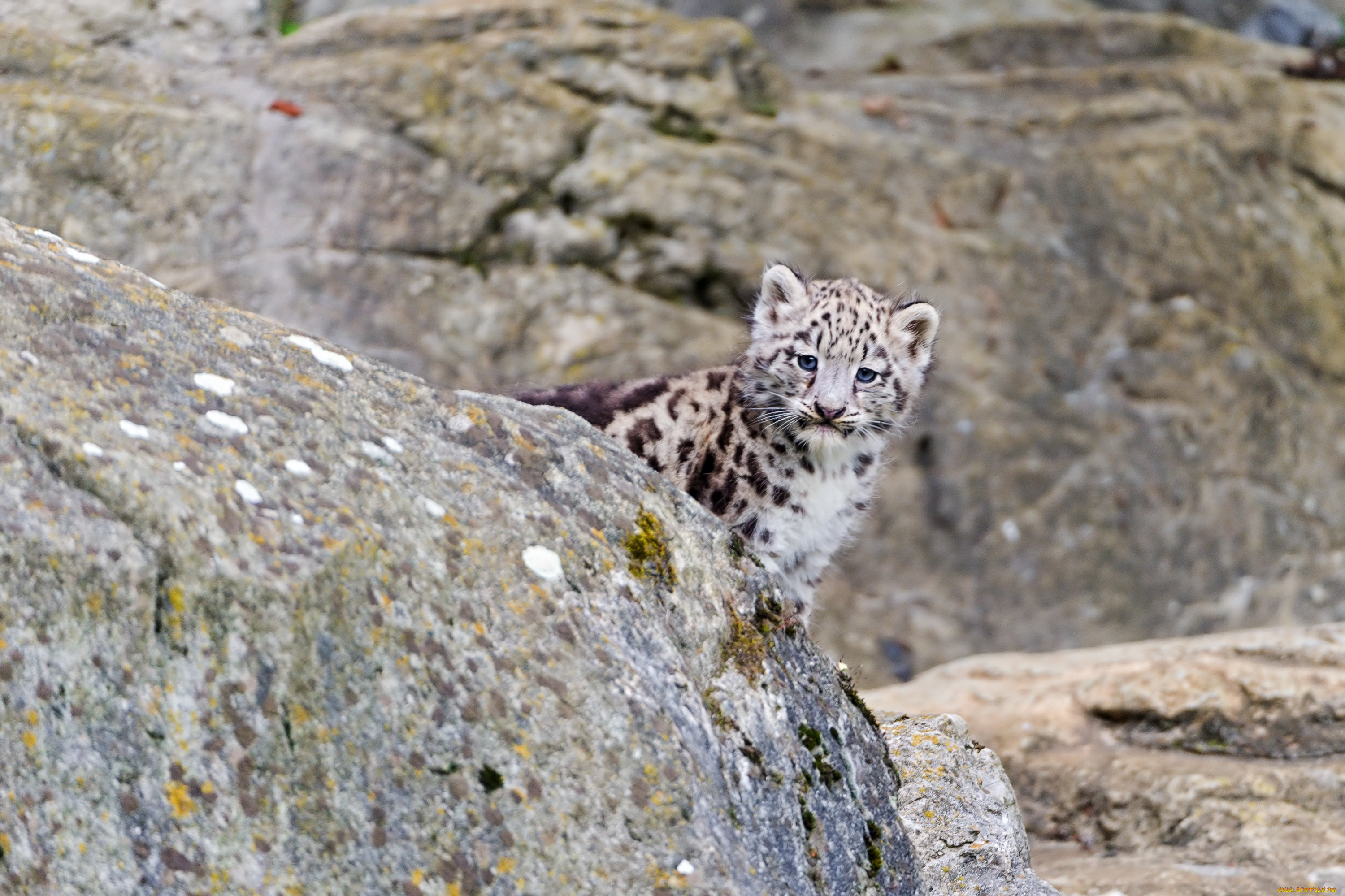 животные, снежный, барс, ирбис, малыш, скала