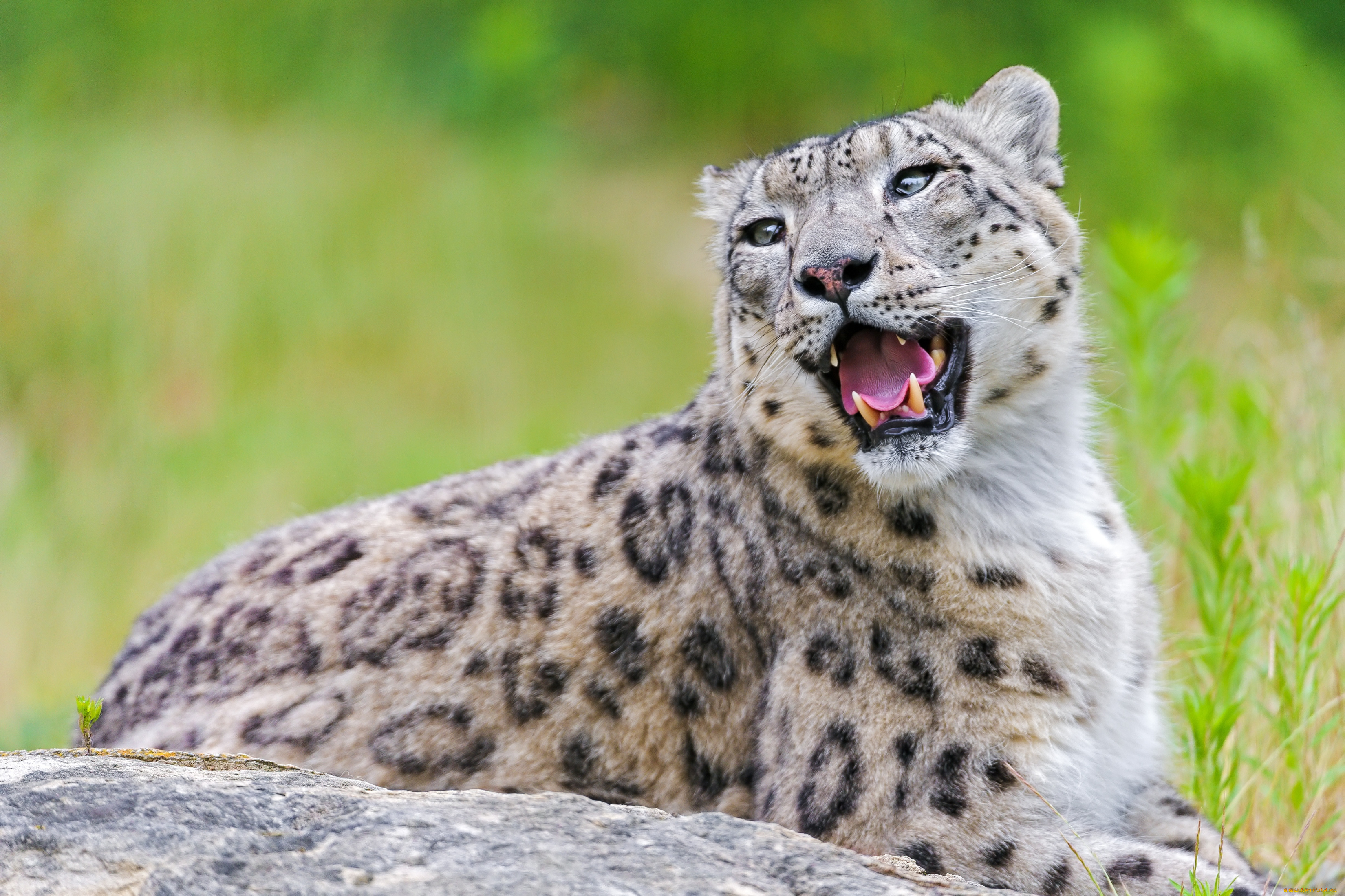 животные, снежный, барс, ирбис, хищник, пасть