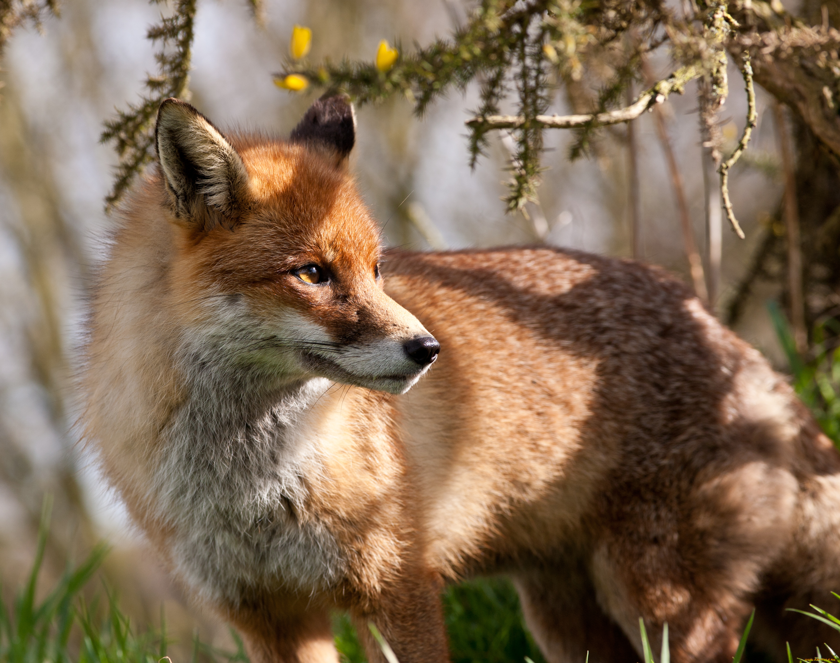 животные, лисы, рыжая