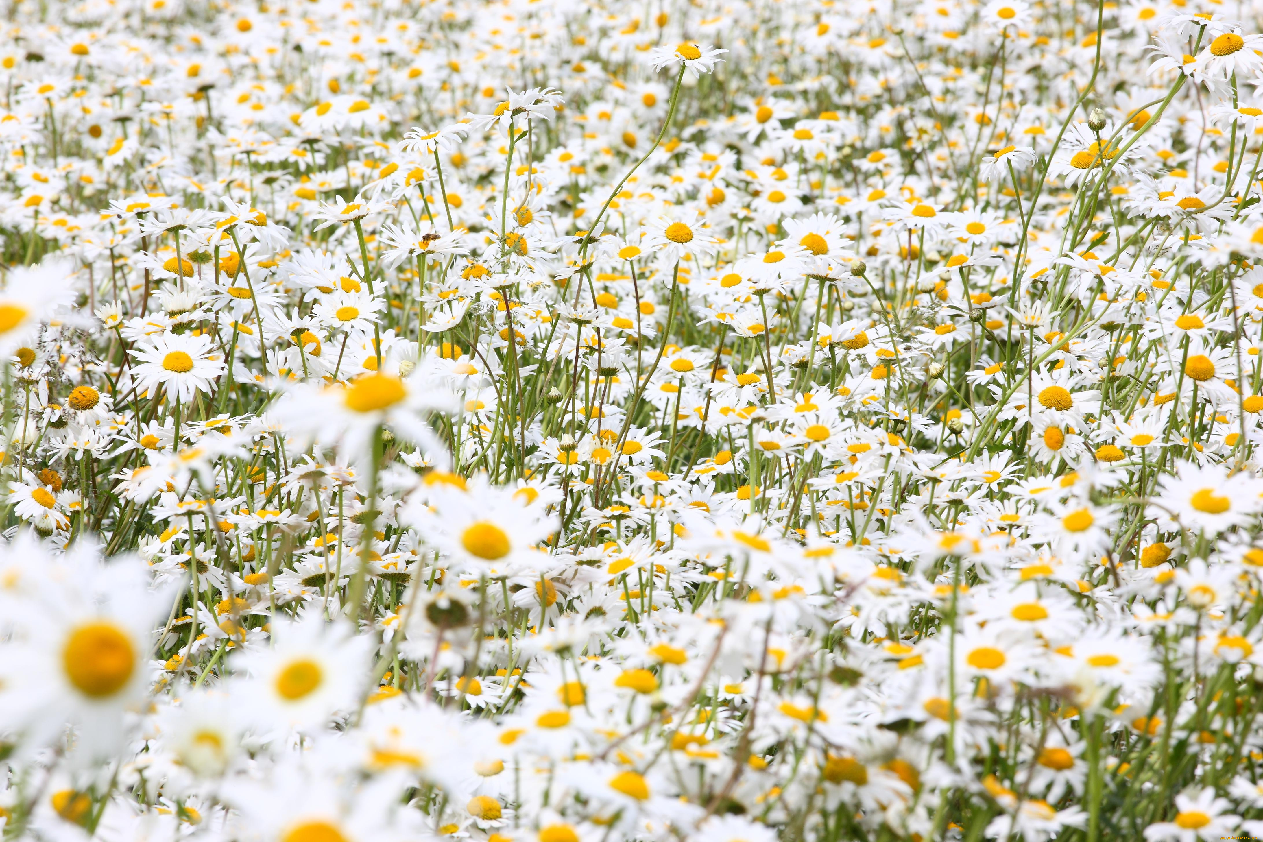 цветы, ромашки, луг