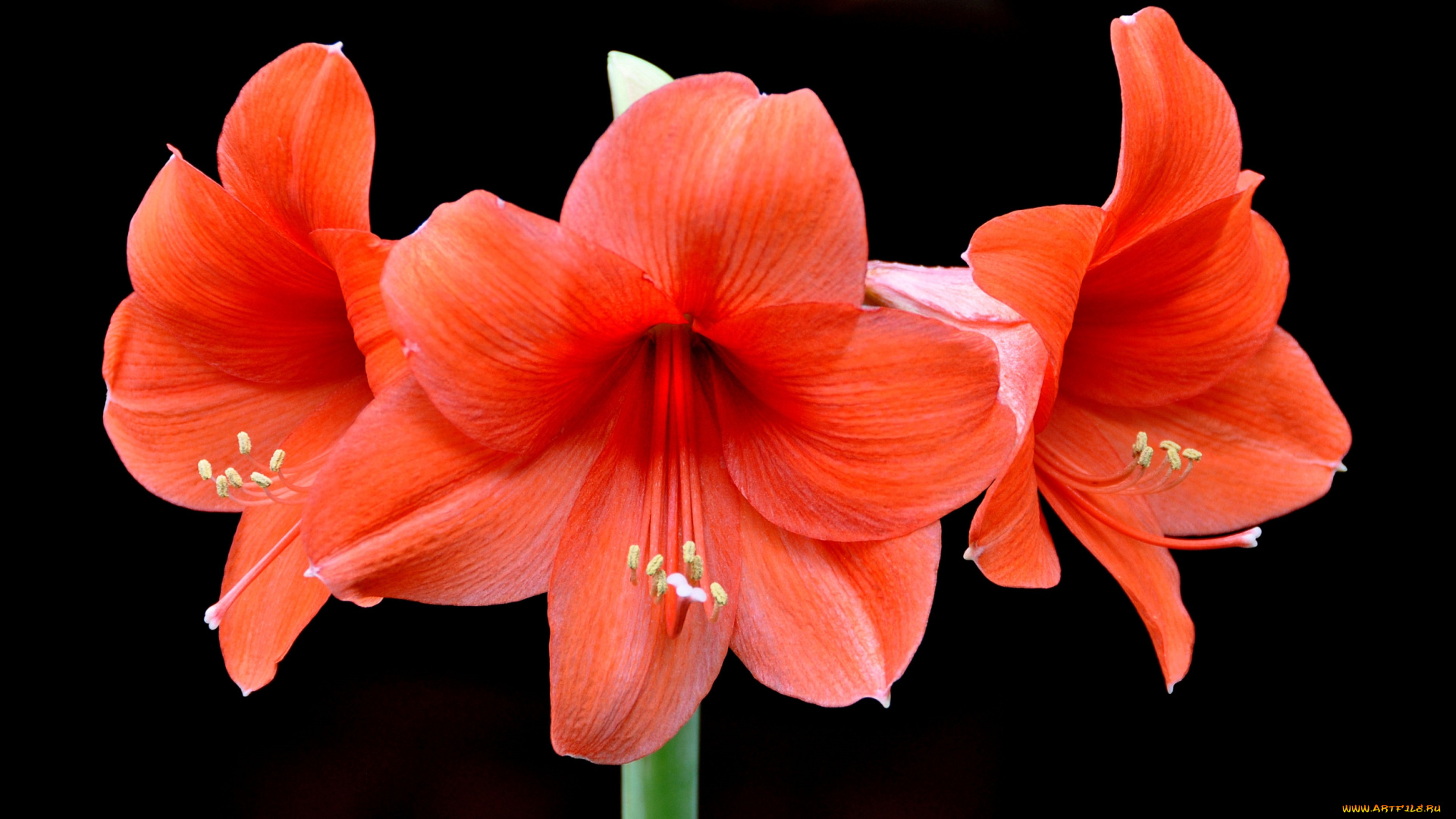 цветы, амариллисы, гиппеаструмы, красный