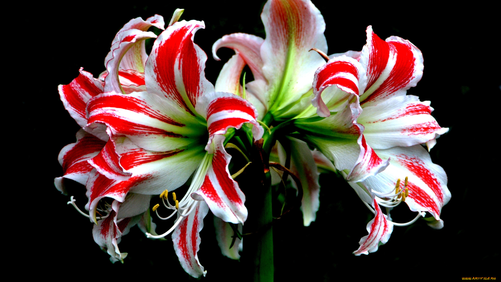 цветы, амариллисы, гиппеаструмы, пестрый