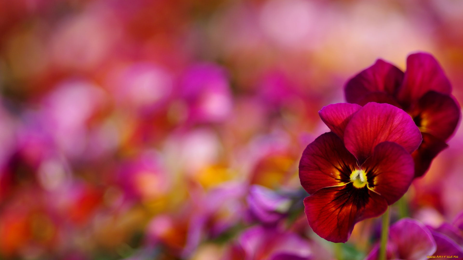 цветы, анютины, глазки, садовые, фиалки, виола