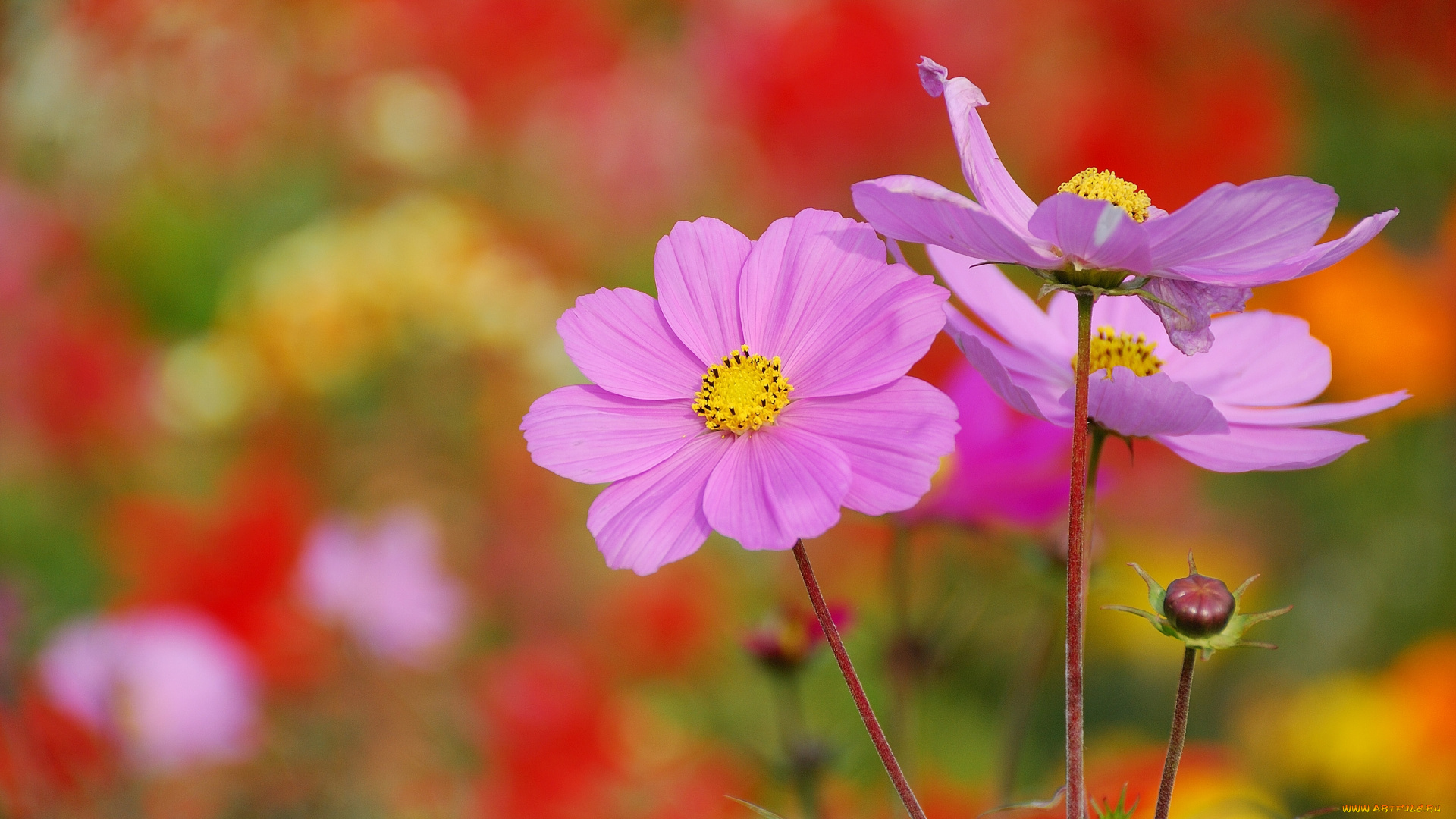 цветы, космея, космос, макро