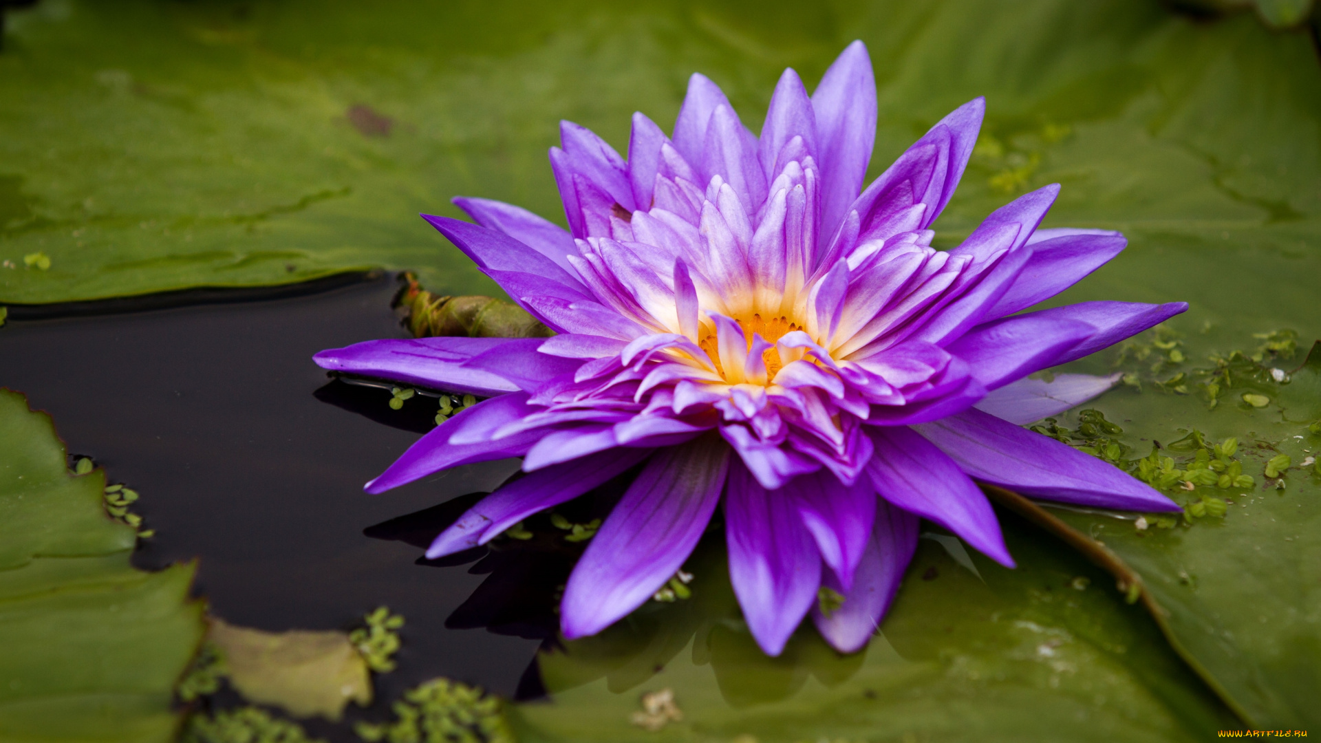 цветы, лилии, водяные, нимфеи, кувшинки, лиловый