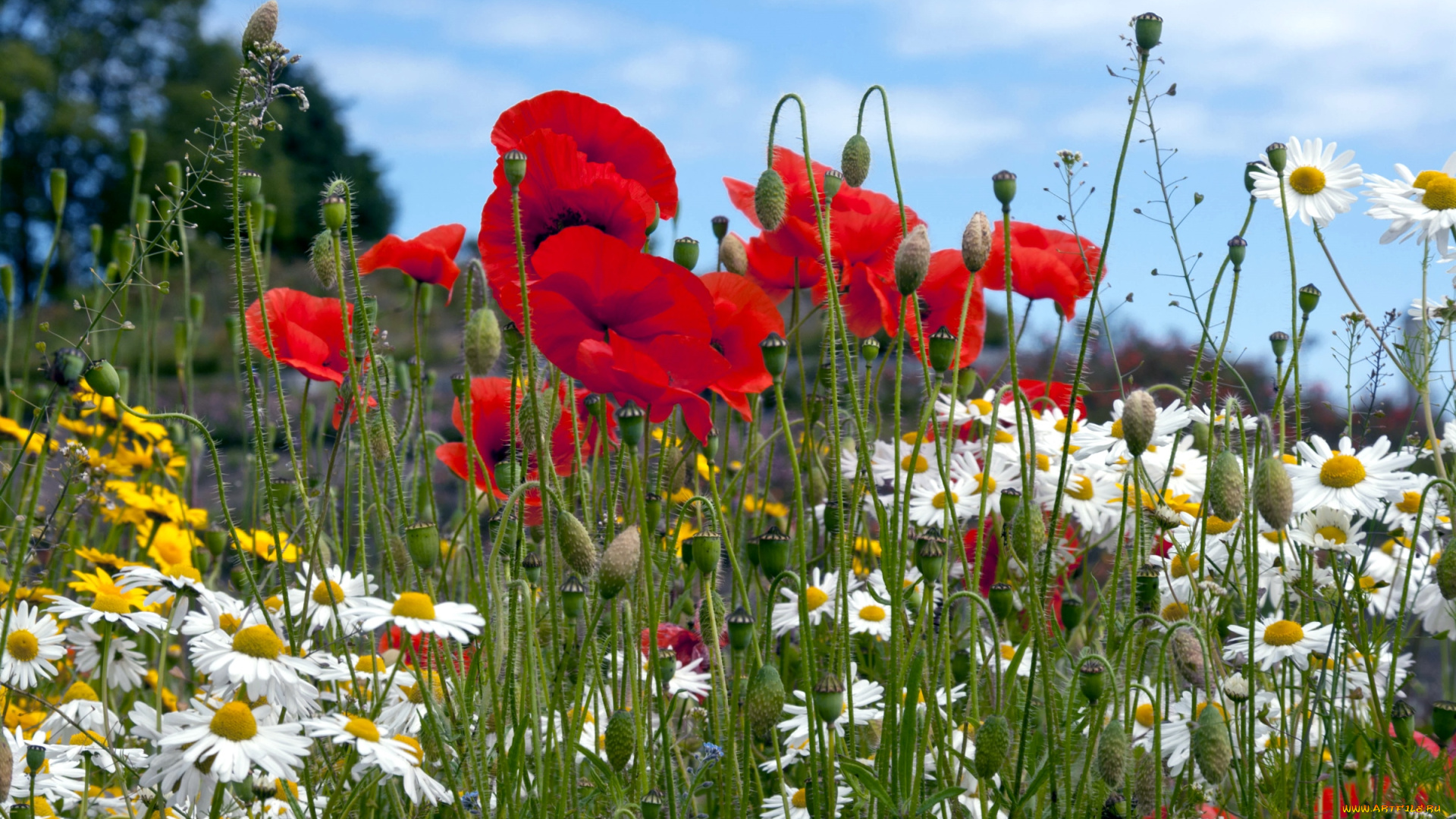 цветы, луговые, полевые, маки, ромашки