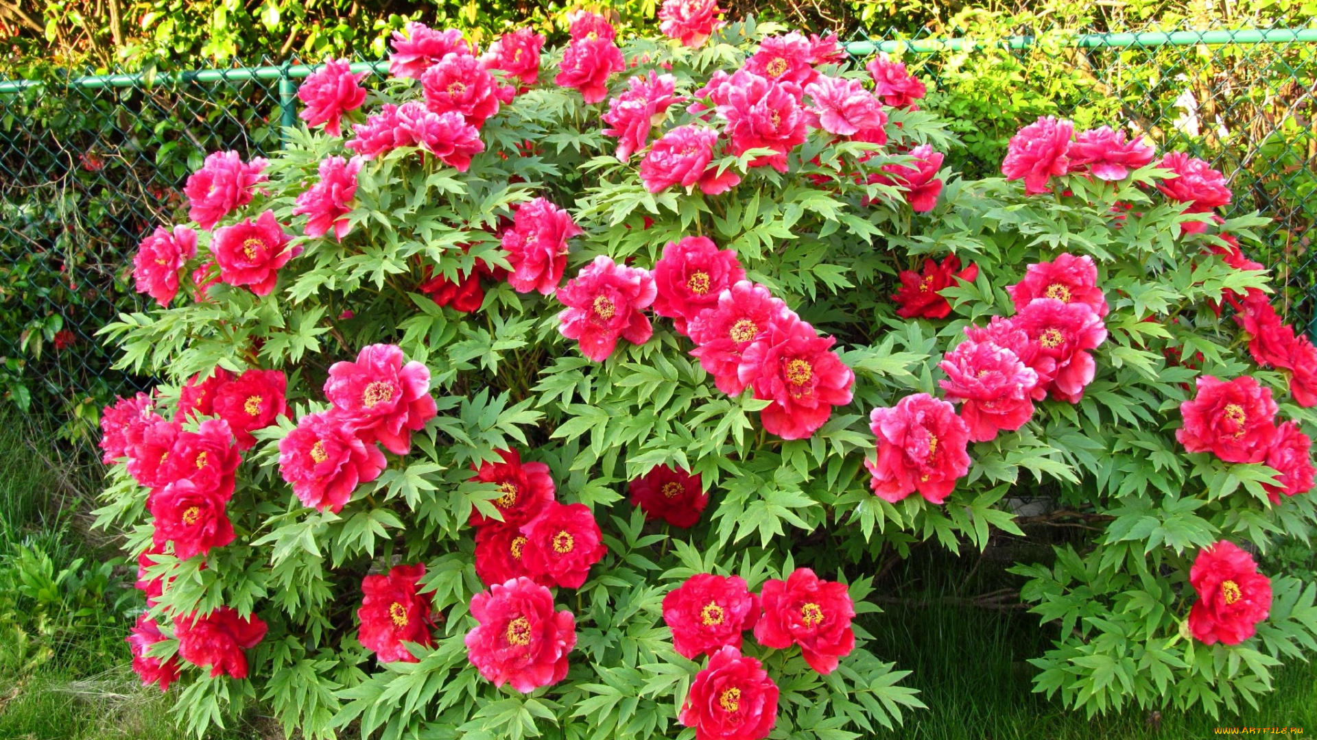 цветы, пионы, куст