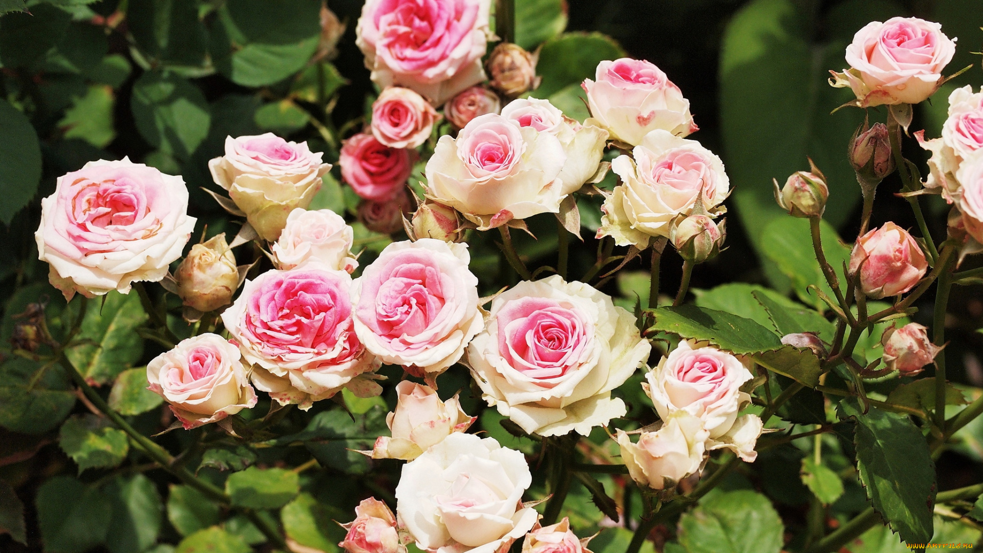 цветы, розы, куст