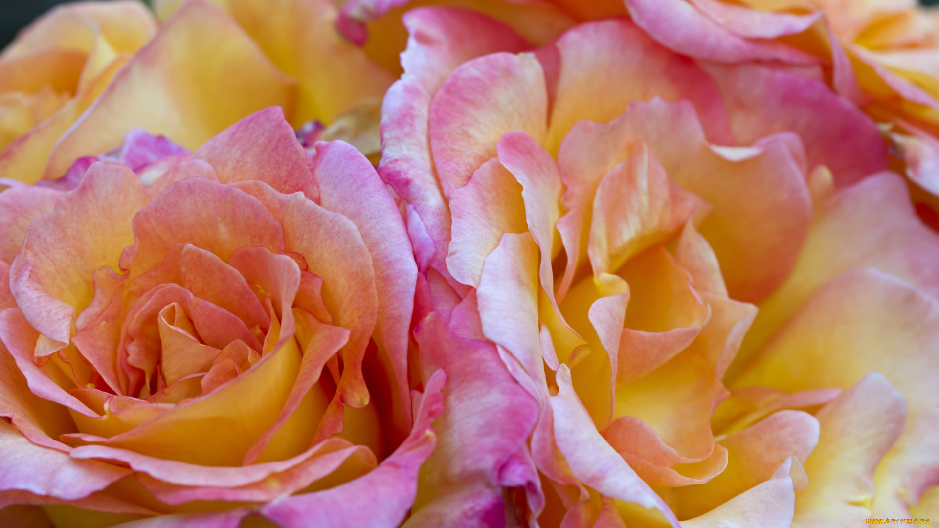 цветы, розы, лепестки, макро