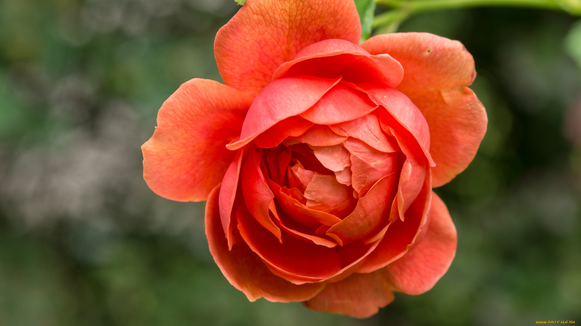 цветы, розы, макро