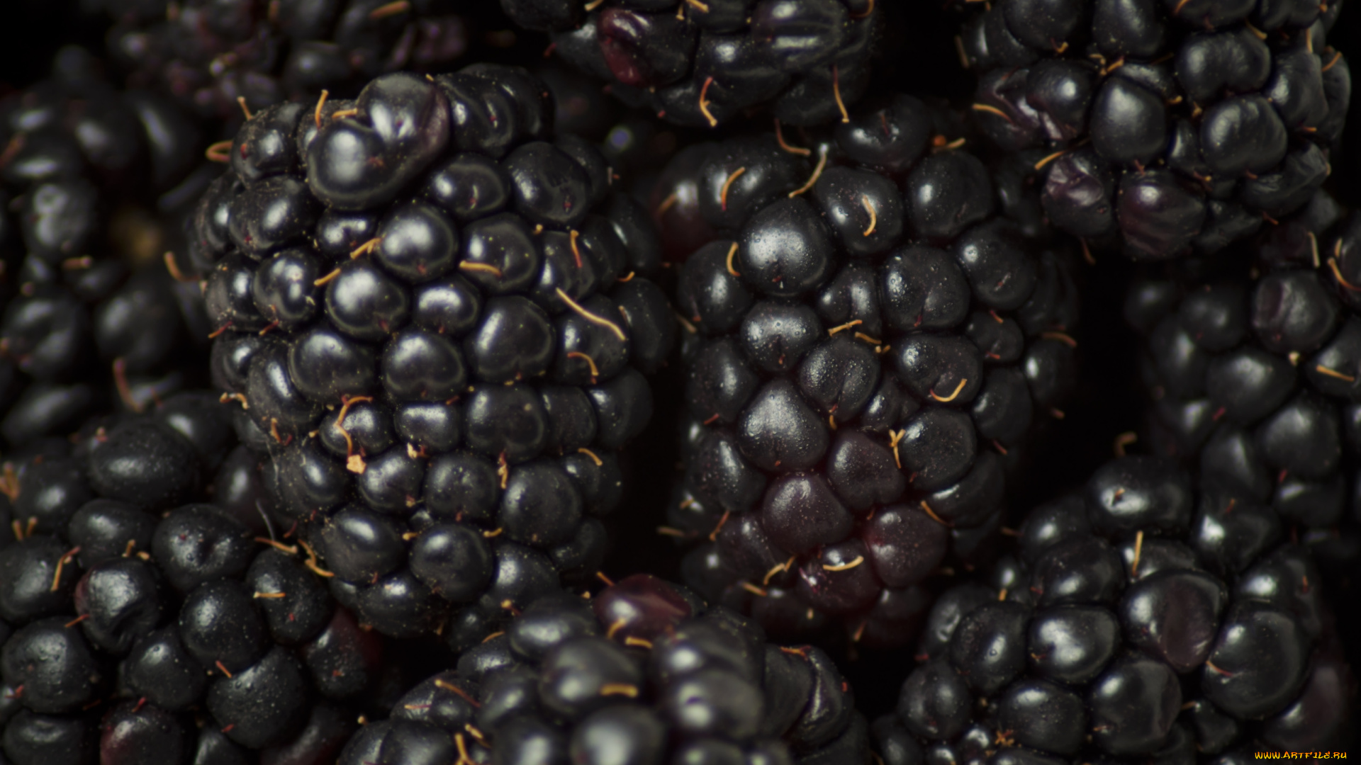 еда, ежевика