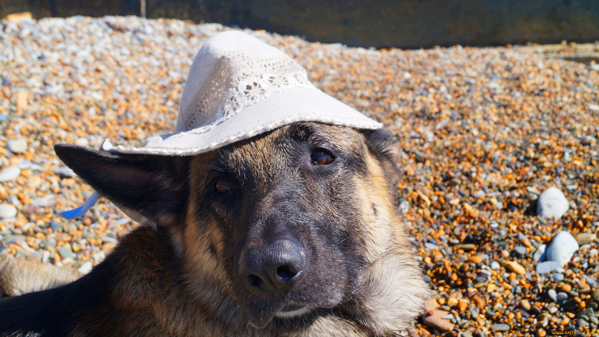 где, мой, мартини, животные, собаки