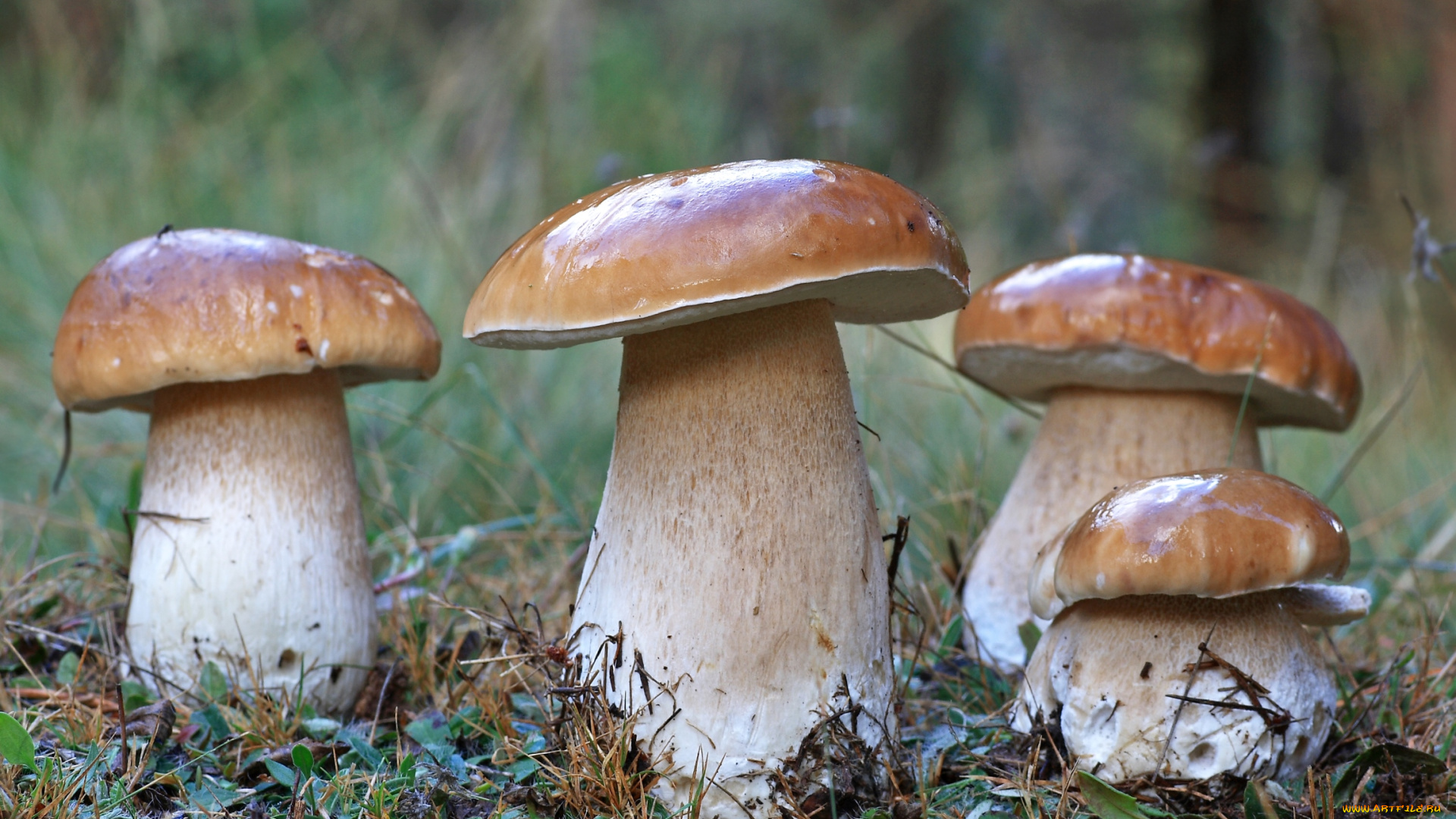 природа, грибы, боровики, семейка, квартет