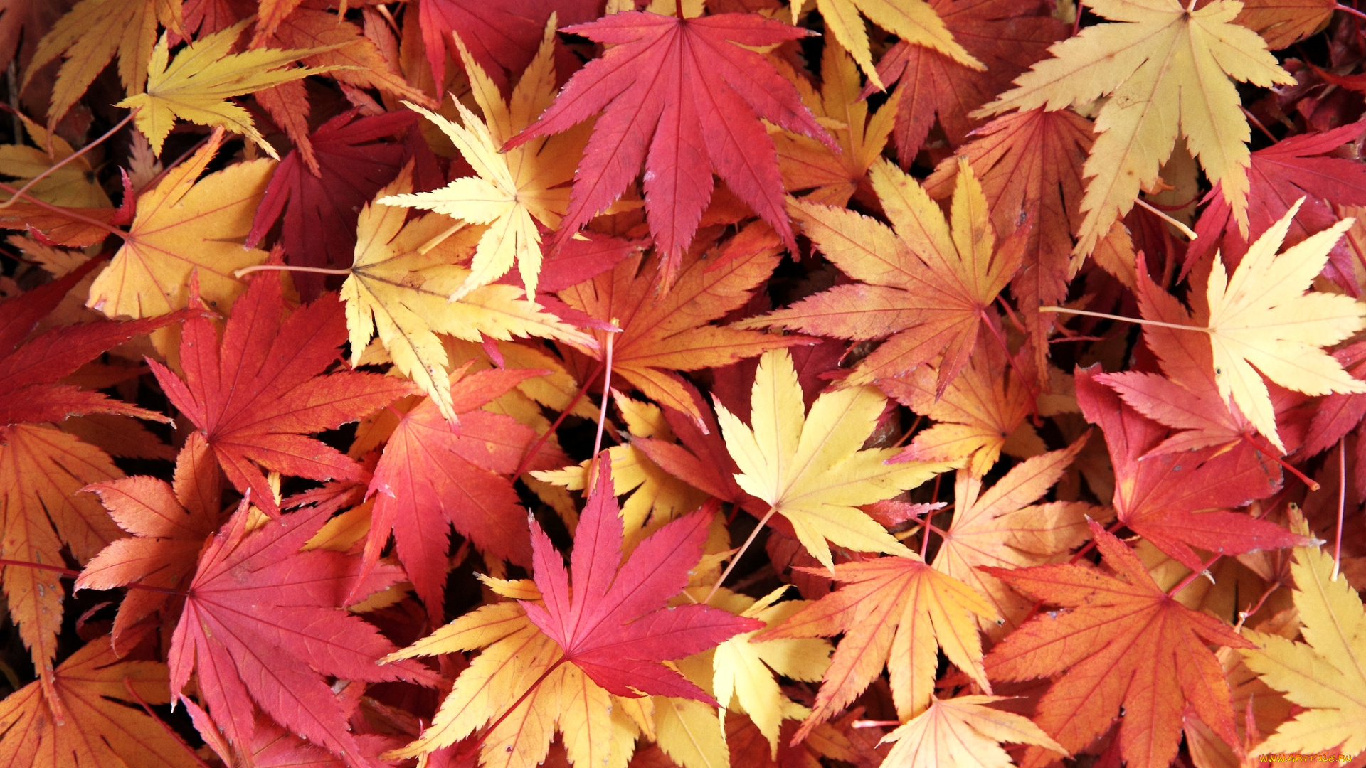 природа, листья, ковер, клен