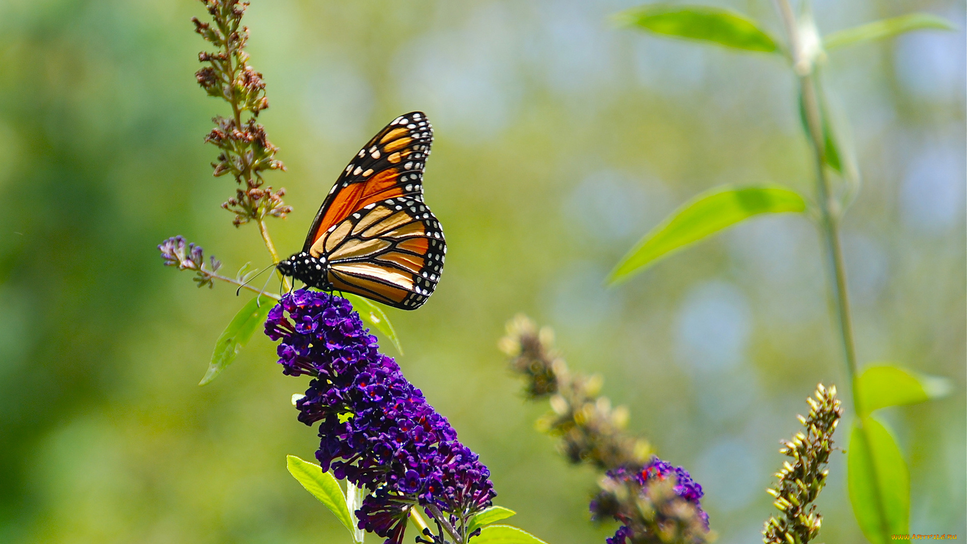 животные, бабочки, зелень, цветы, лето, природа