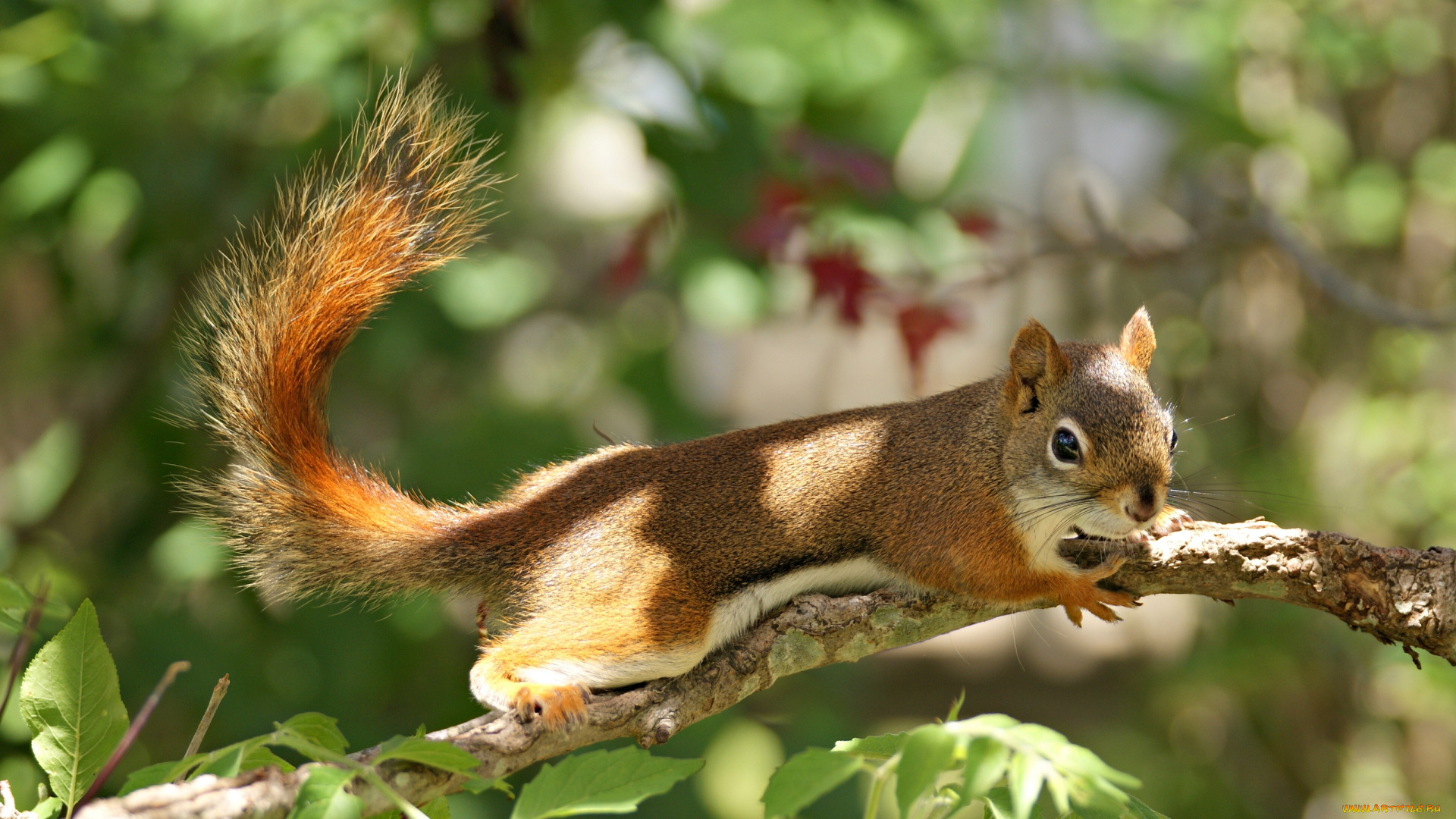 животные, белки, ветка, рыжая