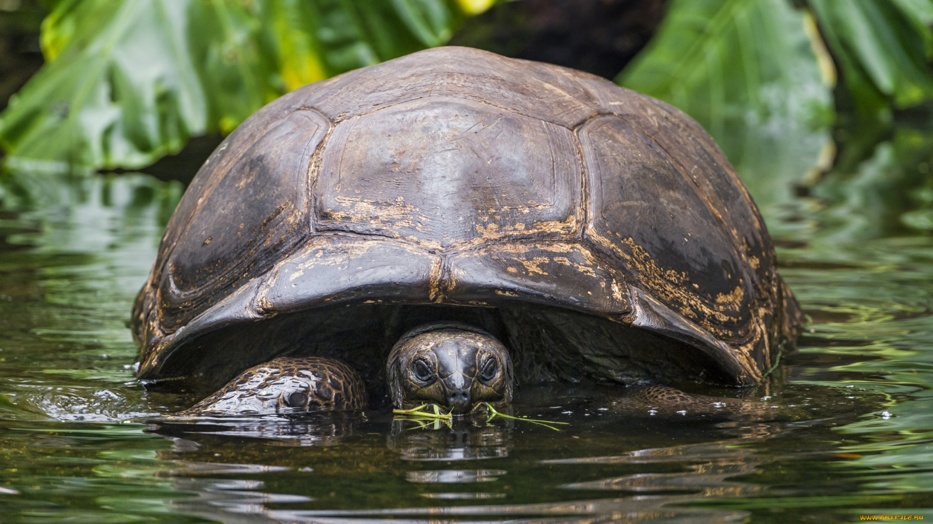 животные, Черепахи, панцирь, большая