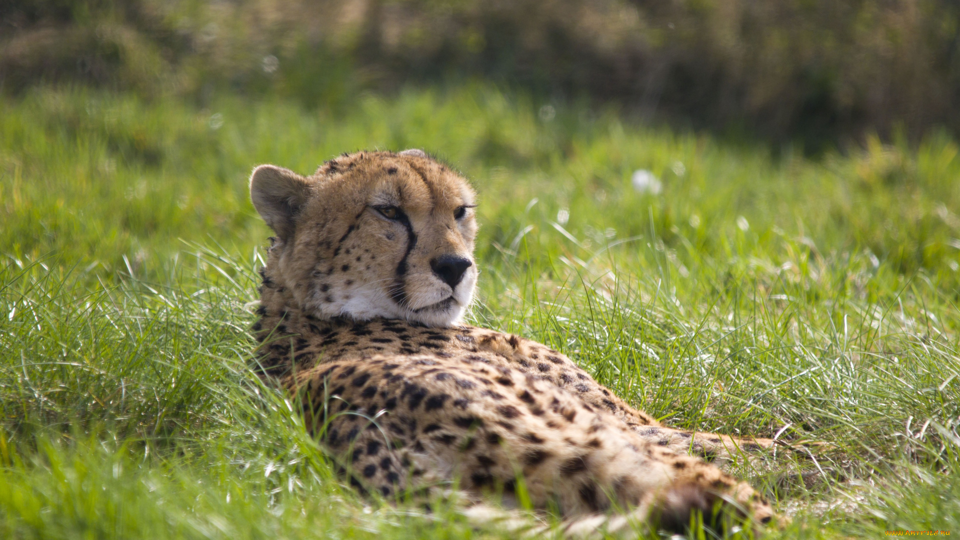 животные, гепарды, трава, отдых, гепард