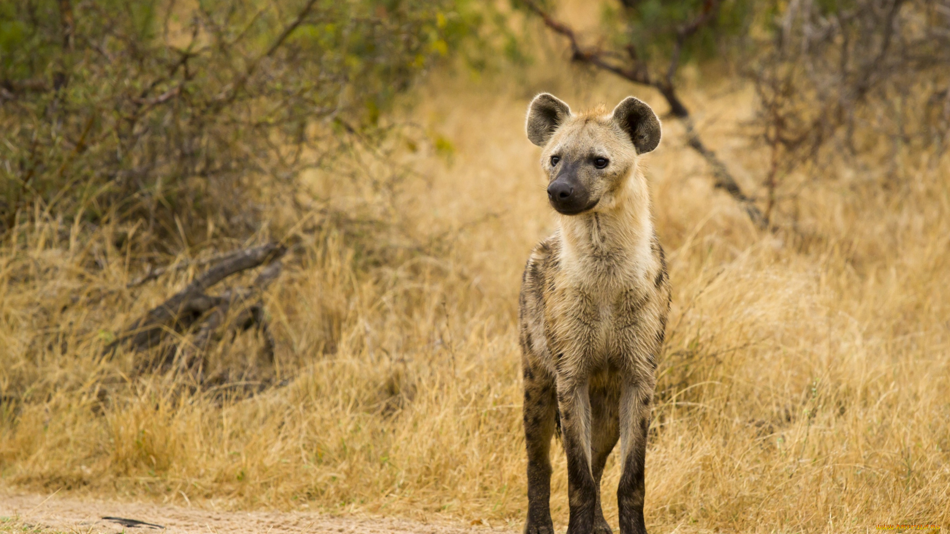 животные, гиены, гиеновые, собаки, позирует, гиена
