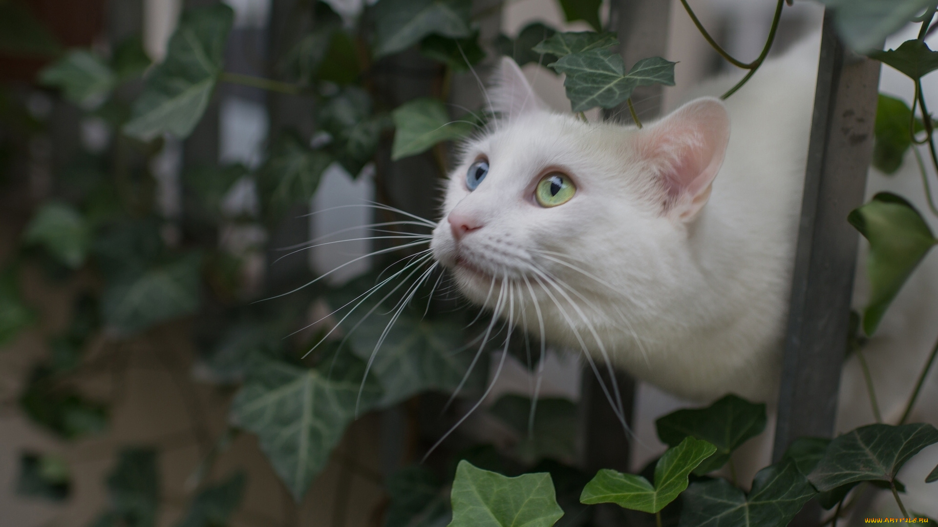 животные, коты, белый, кот, забор, листья