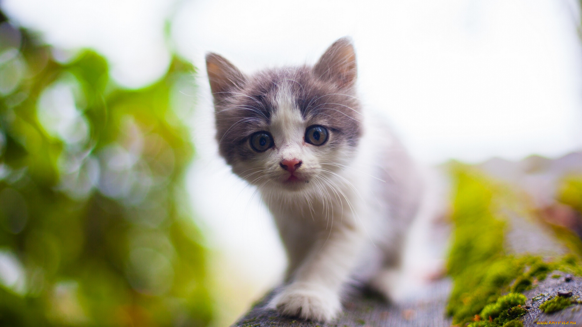 животные, коты, малыш, боке, крыша, котёнок