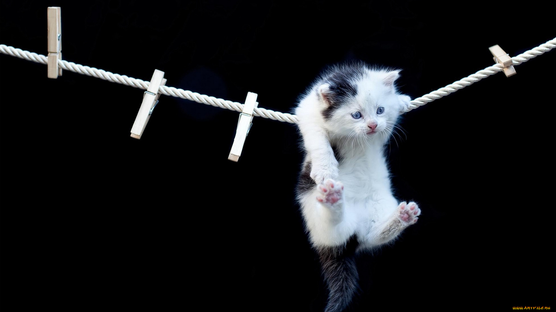 животные, коты, прищепки, верёвка, котёнок