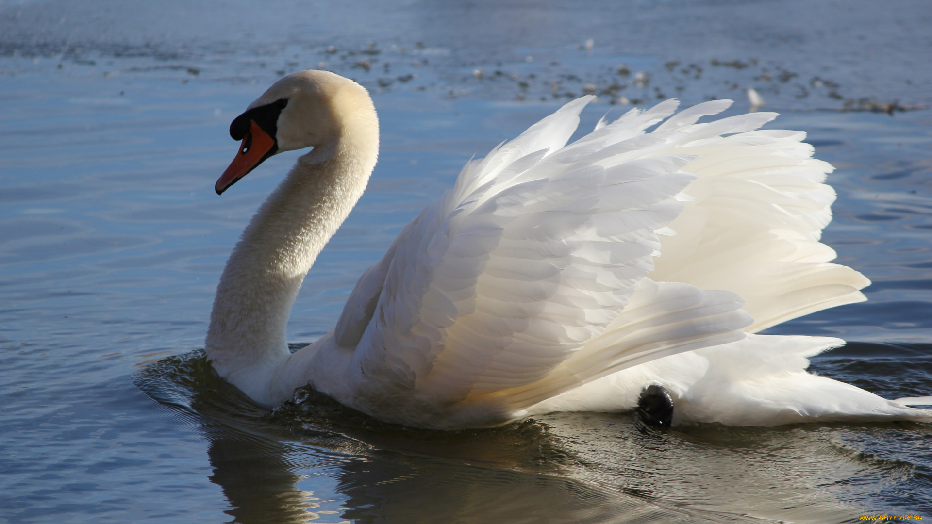 животные, лебеди, белый, лебедь