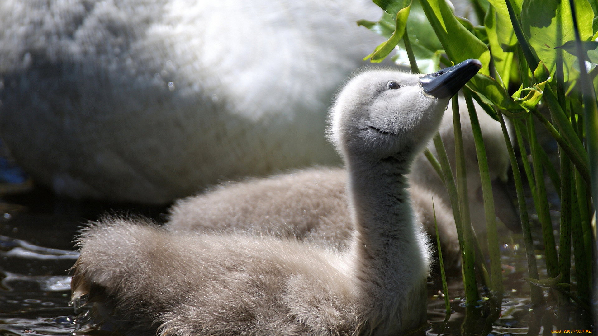животные, лебеди, птенец