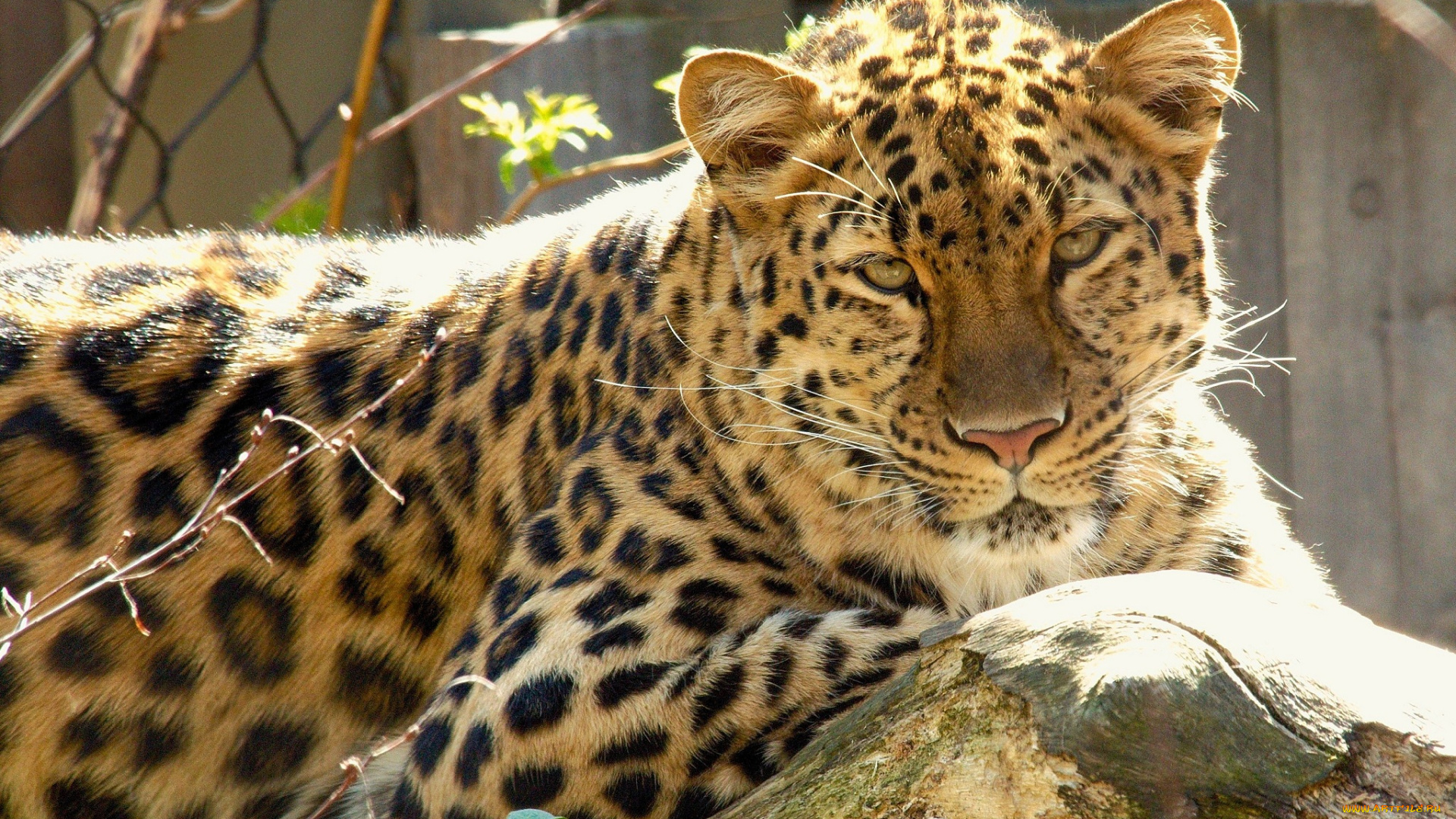 животные, леопарды, амурский, леопард