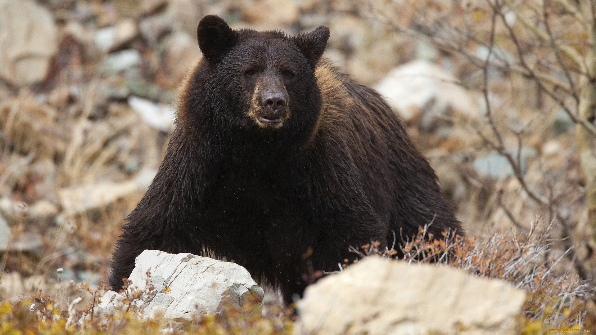 животные, медведи, камни, топтыгин