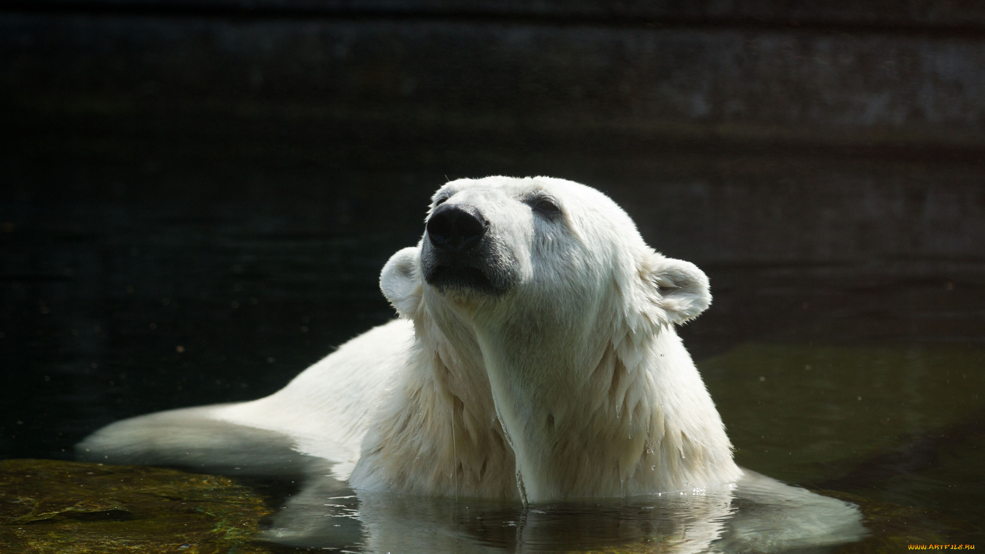 животные, медведи, купание, белый, медведь