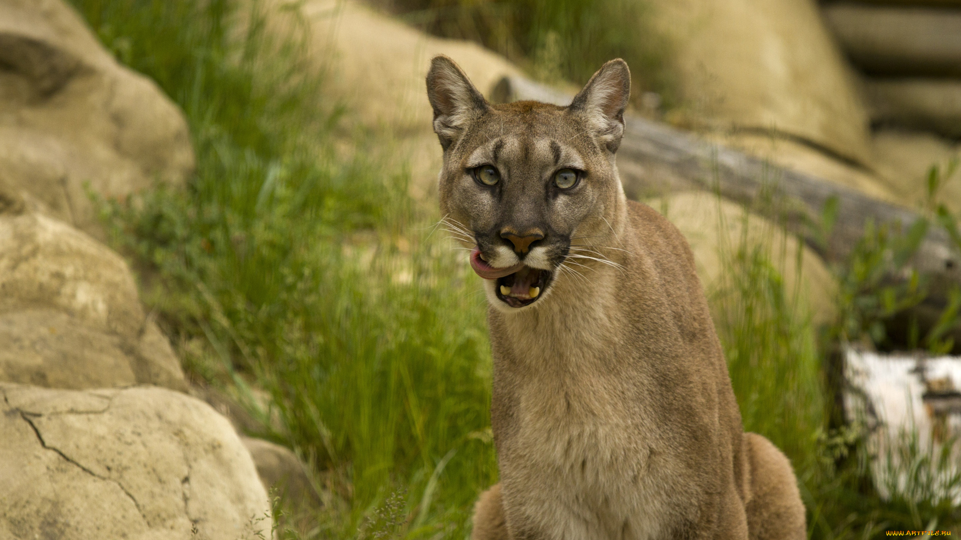 животные, пумы, облизывается, горный, лев, кугуар