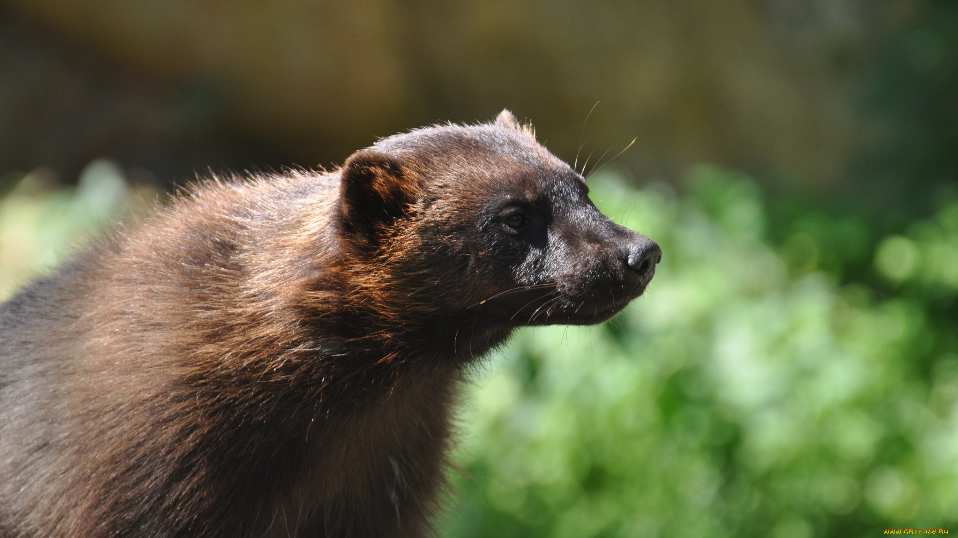 животные, росомахи, морда, росомаха