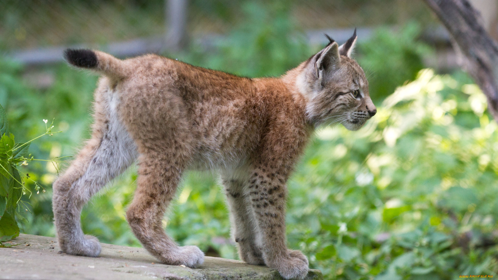 животные, рыси, кошка