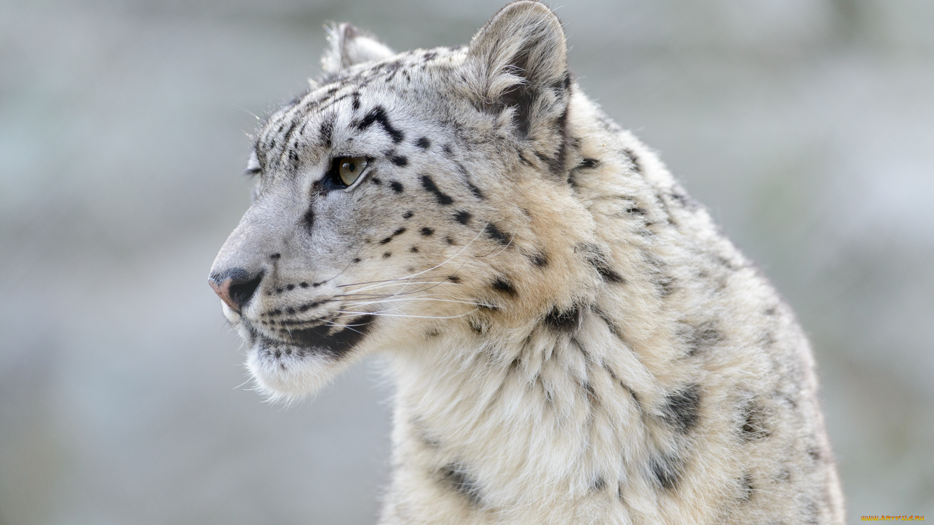 животные, снежный, барс, ирбис, морда