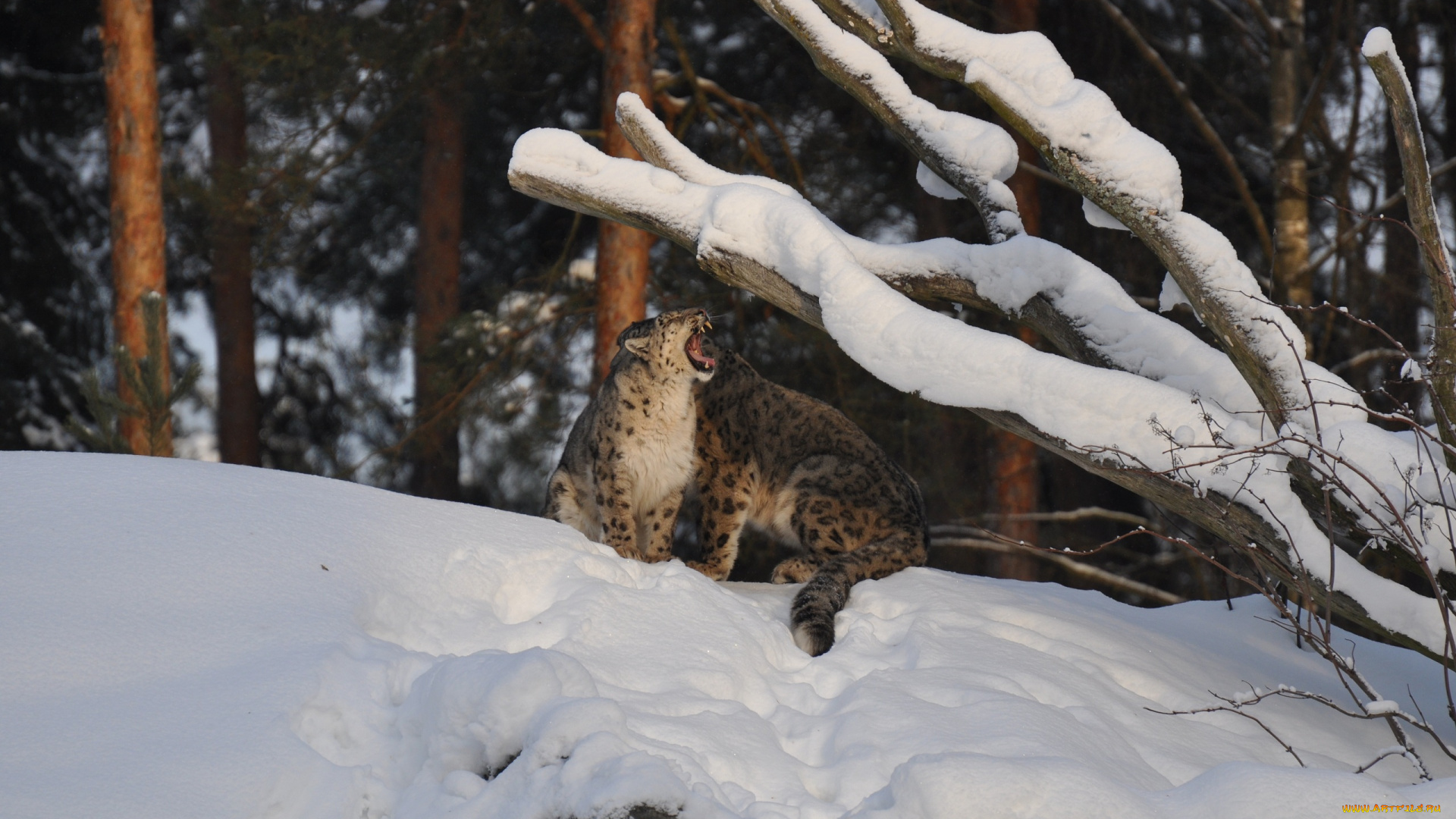животные, снежный, барс, ирбис, зевает, снег, пара, барсы