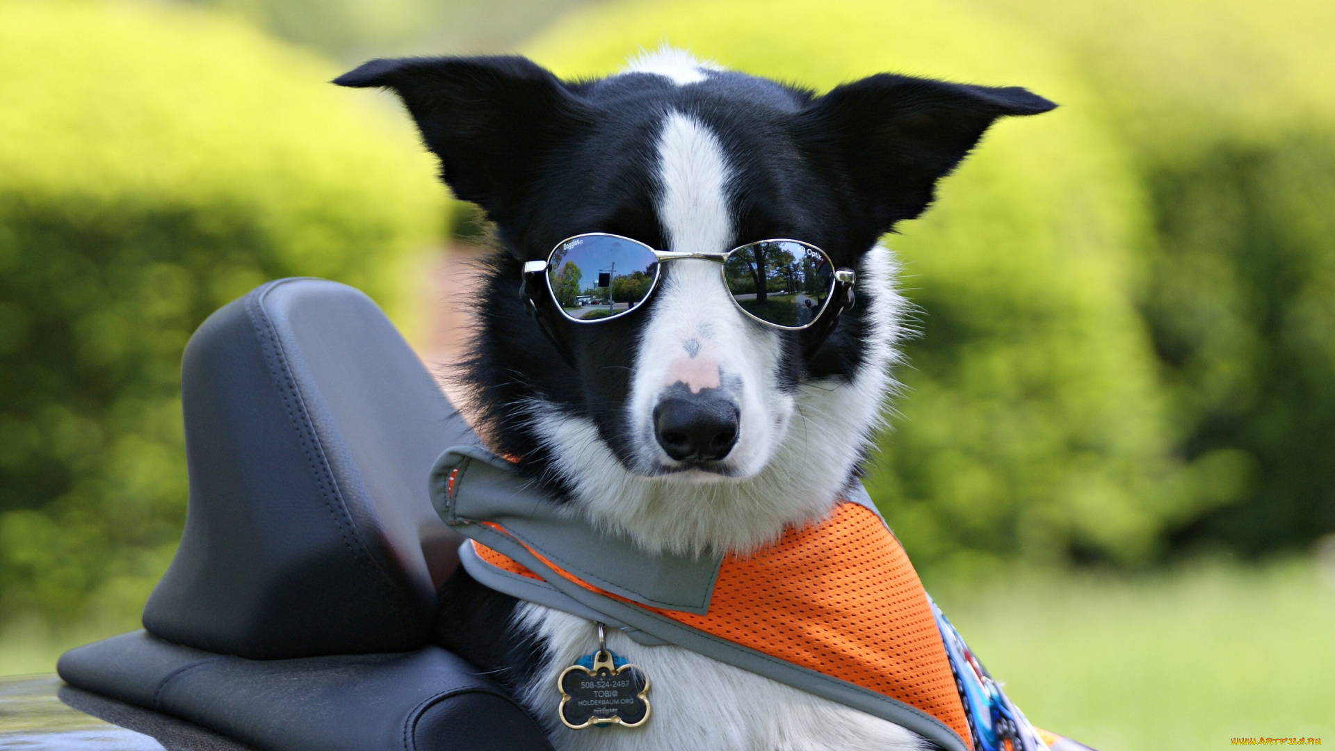 животные, собаки, бордер-колли, очки