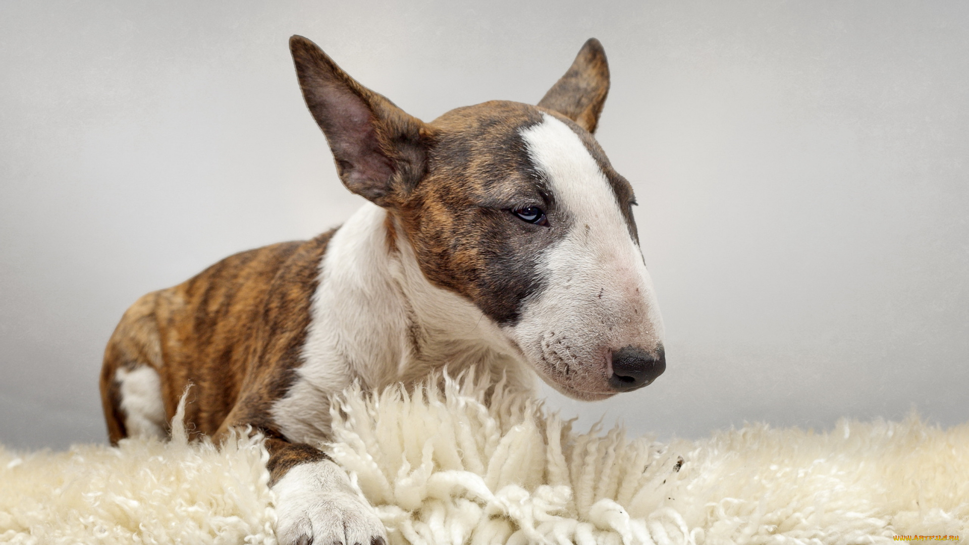 животные, собаки, бультерьер