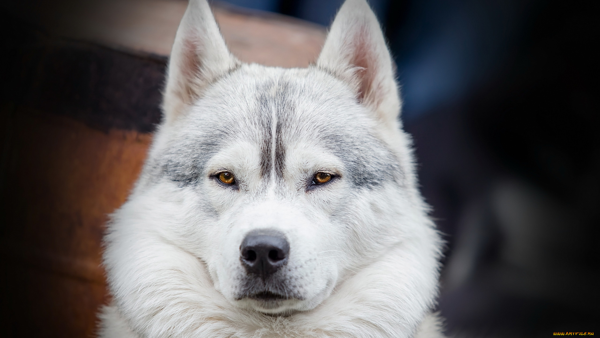 животные, собаки, взгляд