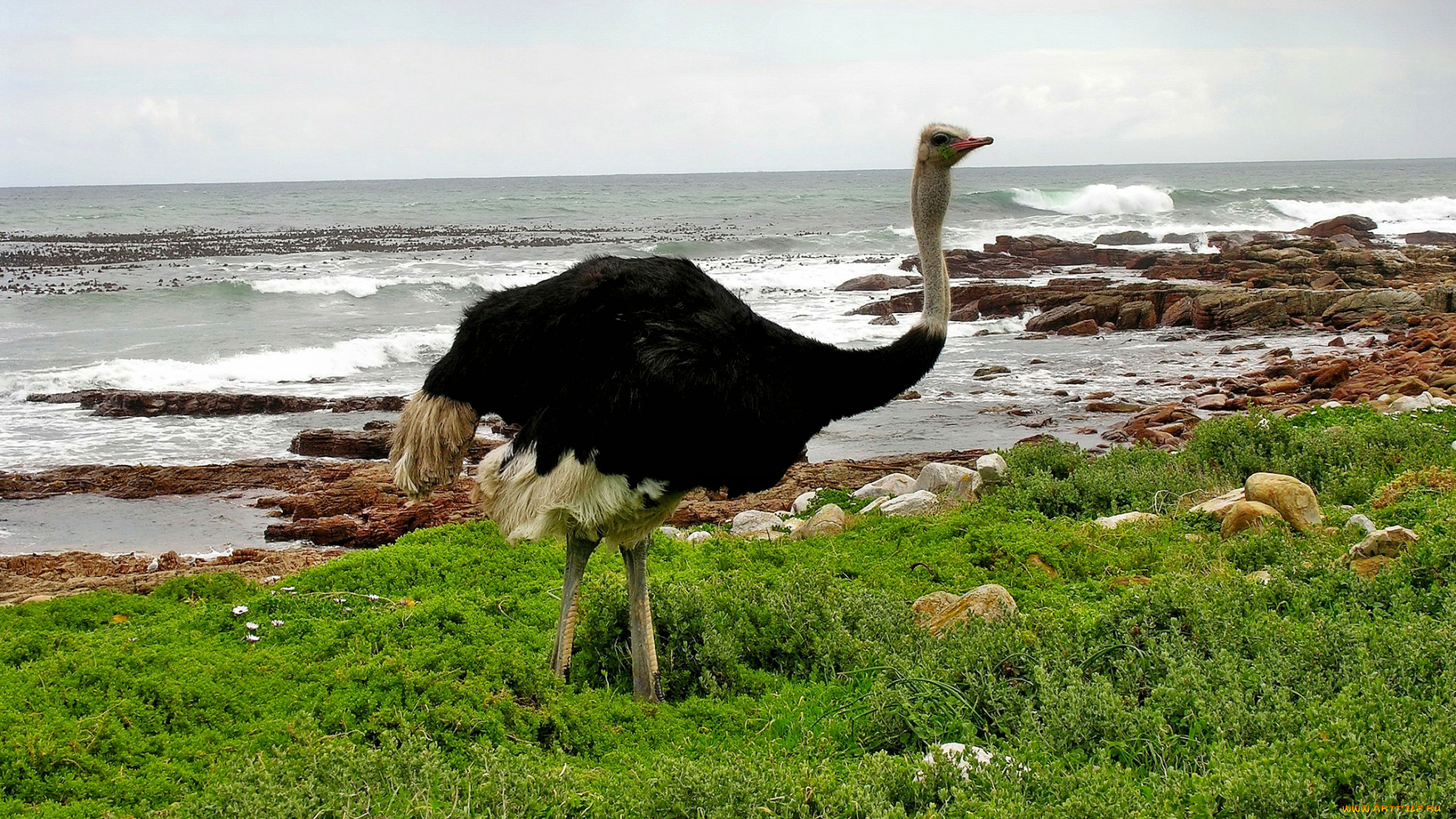 животные, страусы, страус, трава, камни, берег, океан