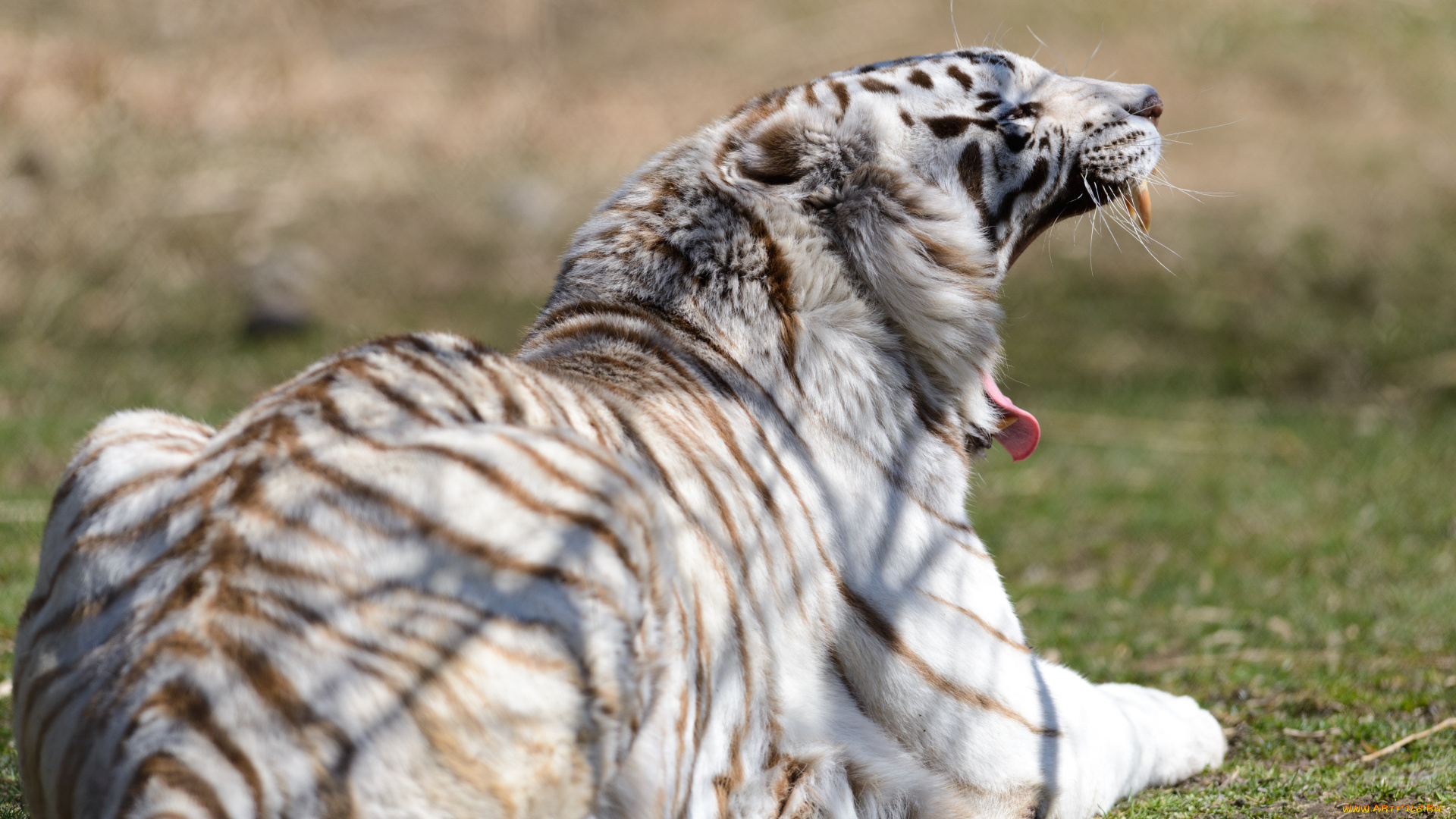 животные, тигры, пасть, зевает, белый, тигр