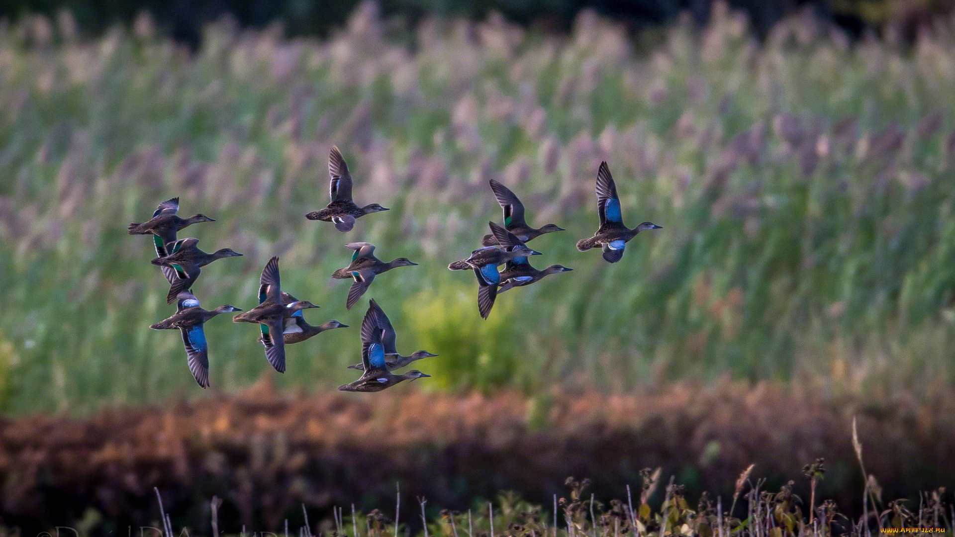 животные, утки, стая, полет