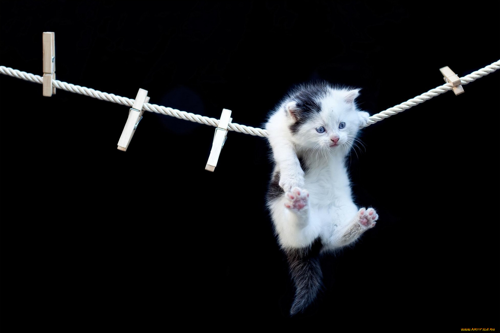 животные, коты, прищепки, верёвка, котёнок