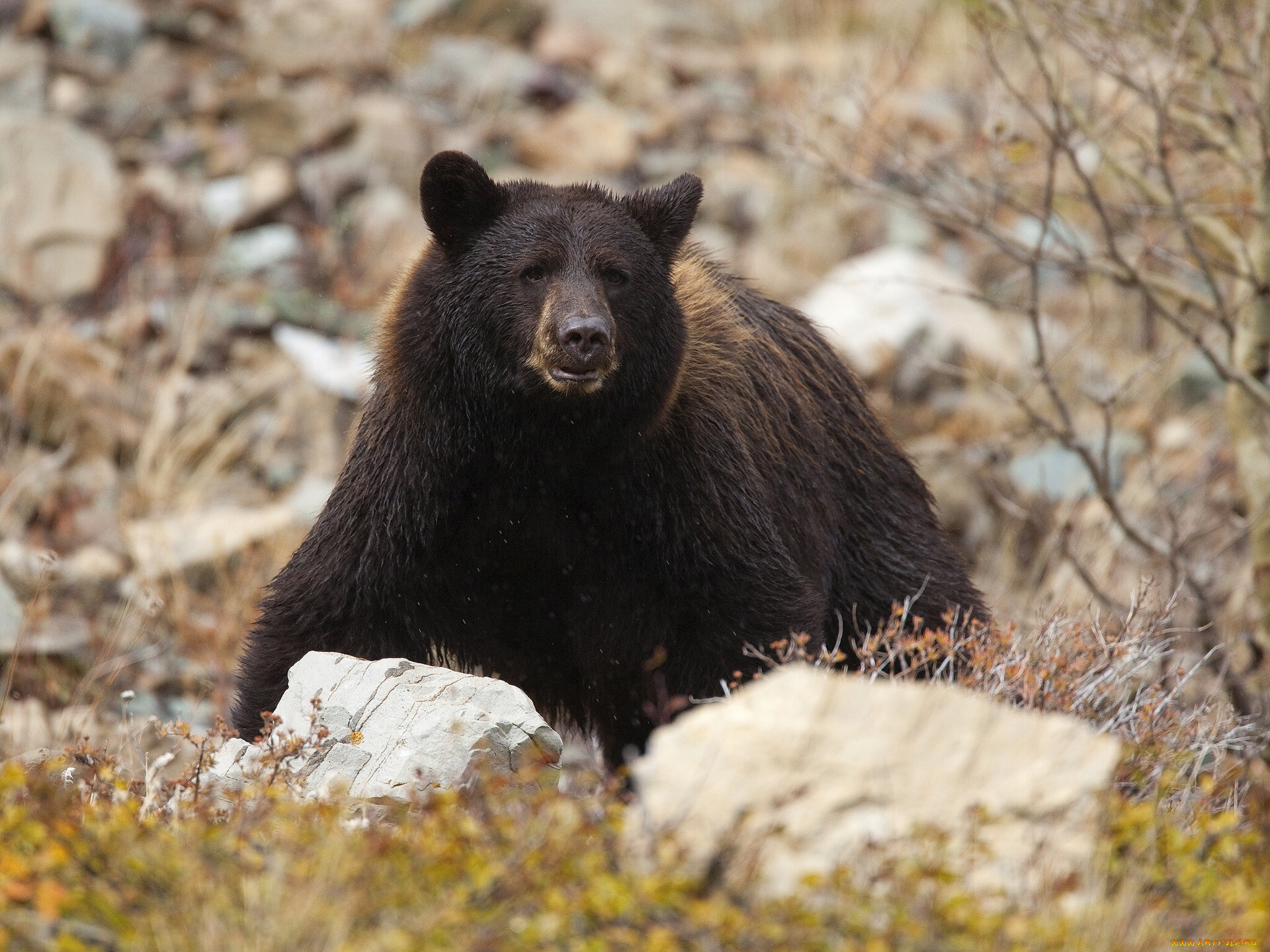 животные, медведи, камни, топтыгин