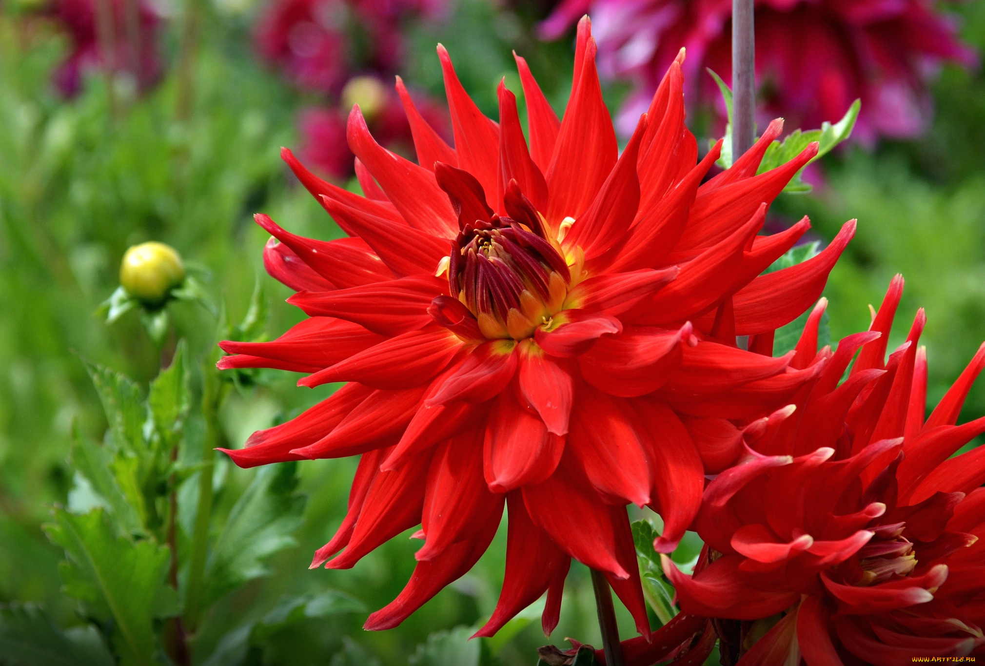 цветы, георгины, красный