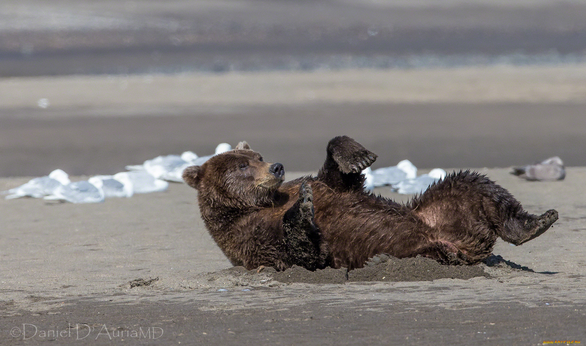 животные, медведи, грязевые, ванны