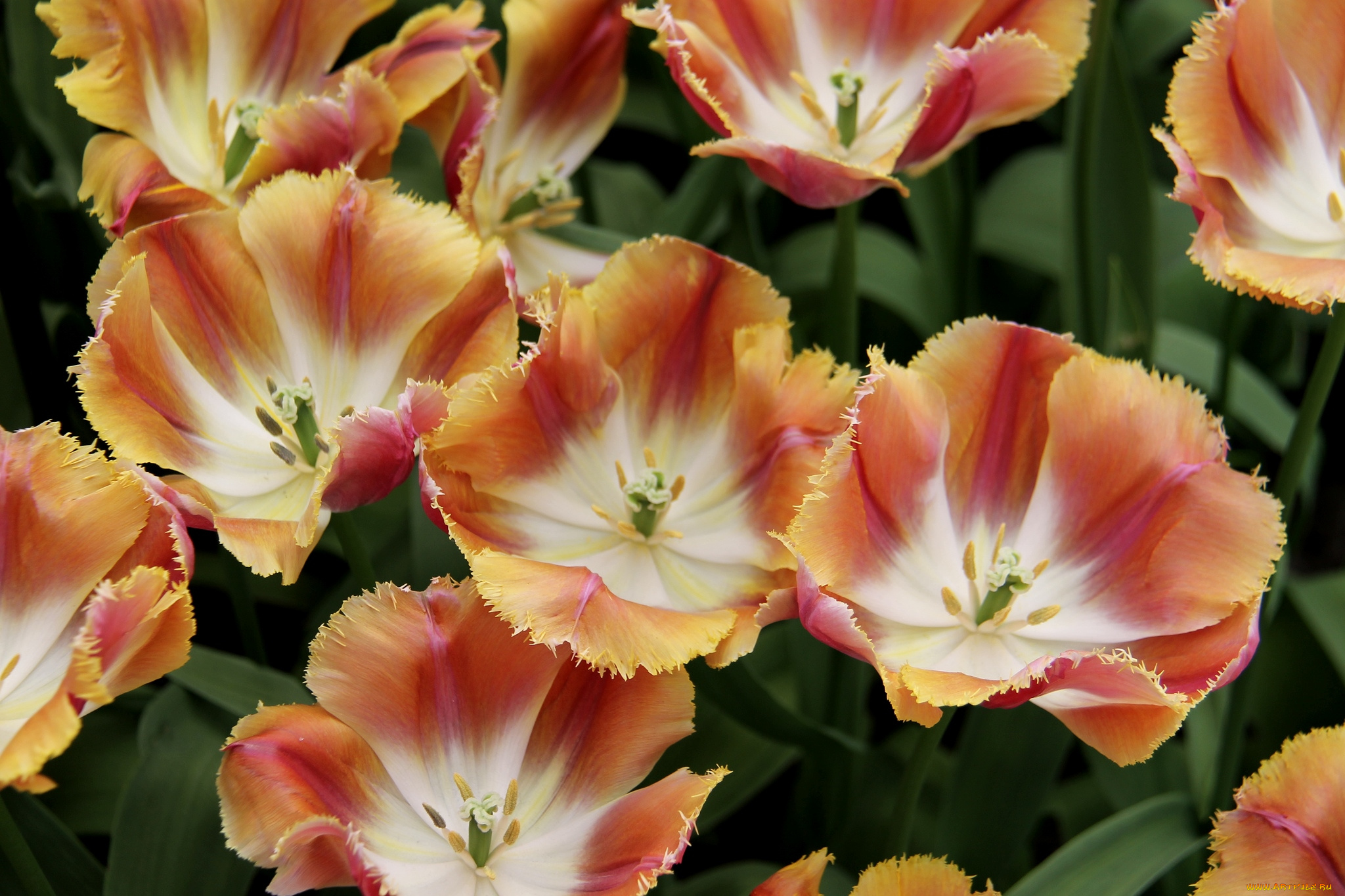 цветы, тюльпаны, оранжевый