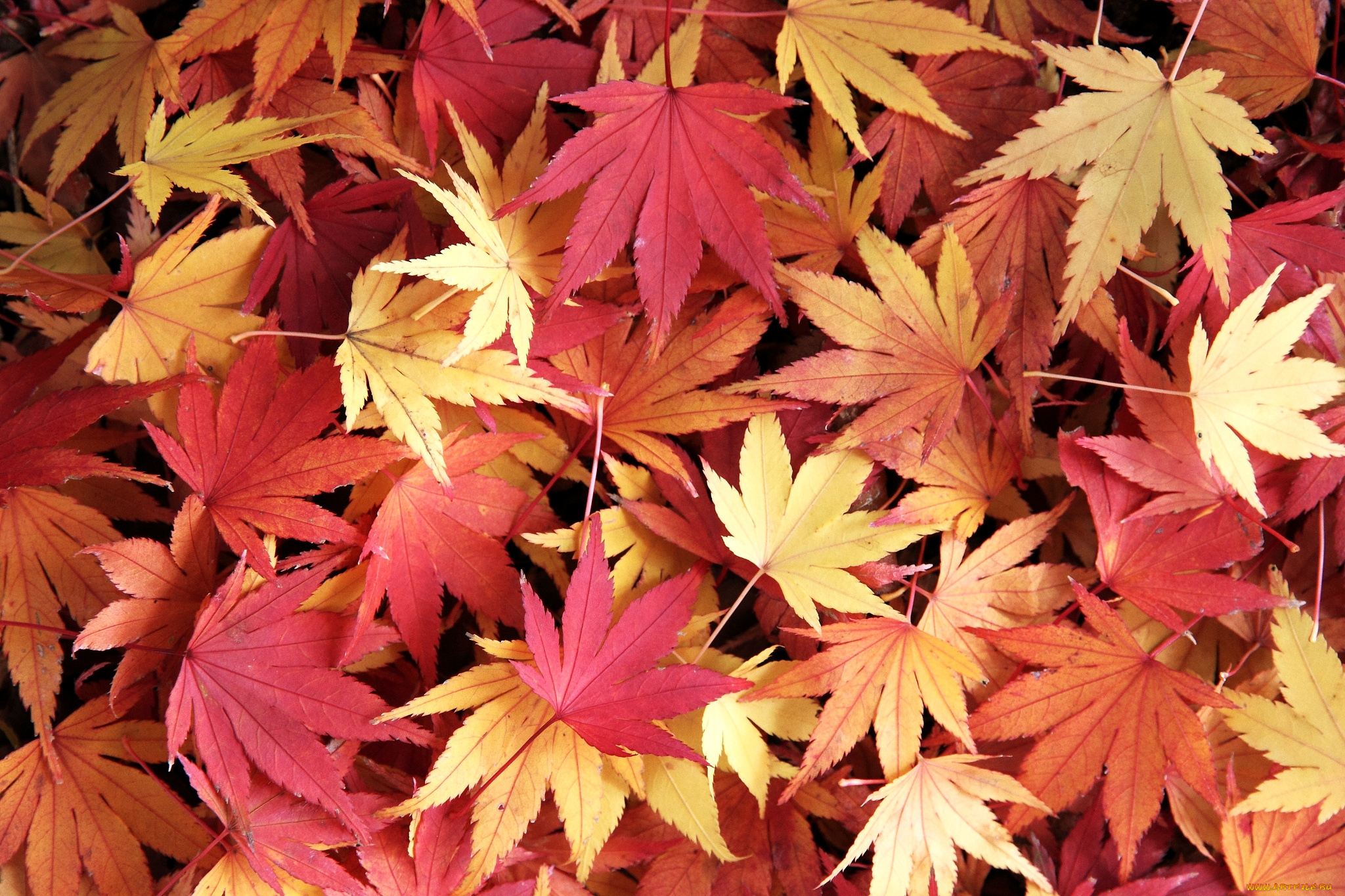 природа, листья, ковер, клен