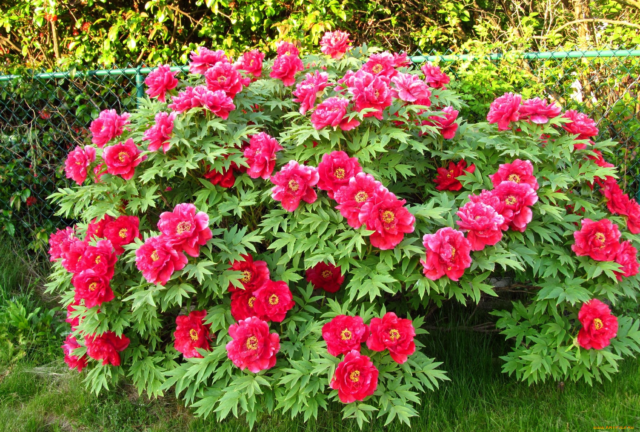 цветы, пионы, куст