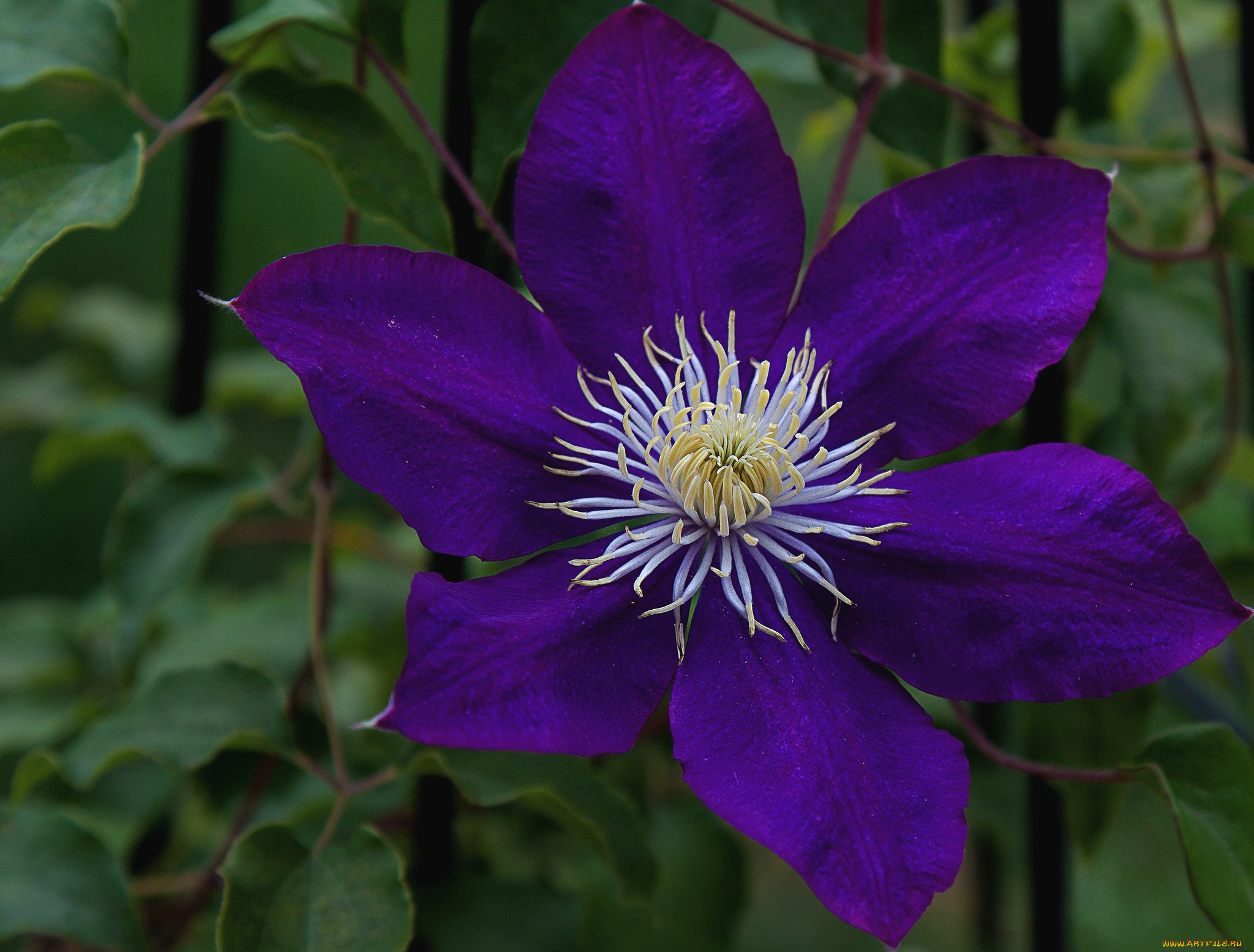 цветы, клематис, ломонос, фиолетовый